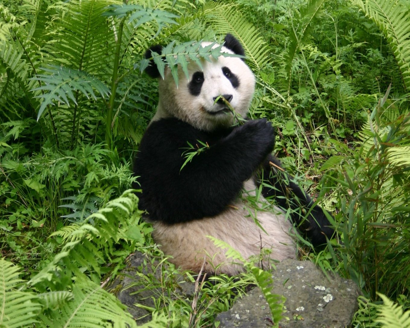 A giant panda sitting among lush green ferns and foliage eating bamboo shoots at the Chengdu Research Base of Giant Panda Breeding in Sichuan, China