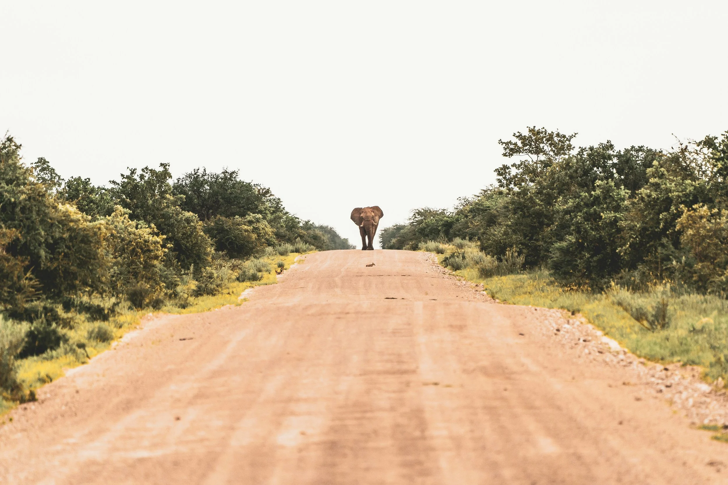 A lone elephant walking along a wide dirt road through dry woodland in Etosha National Park, Namibia, with green acacia scrub on both sides and a hazy sky above