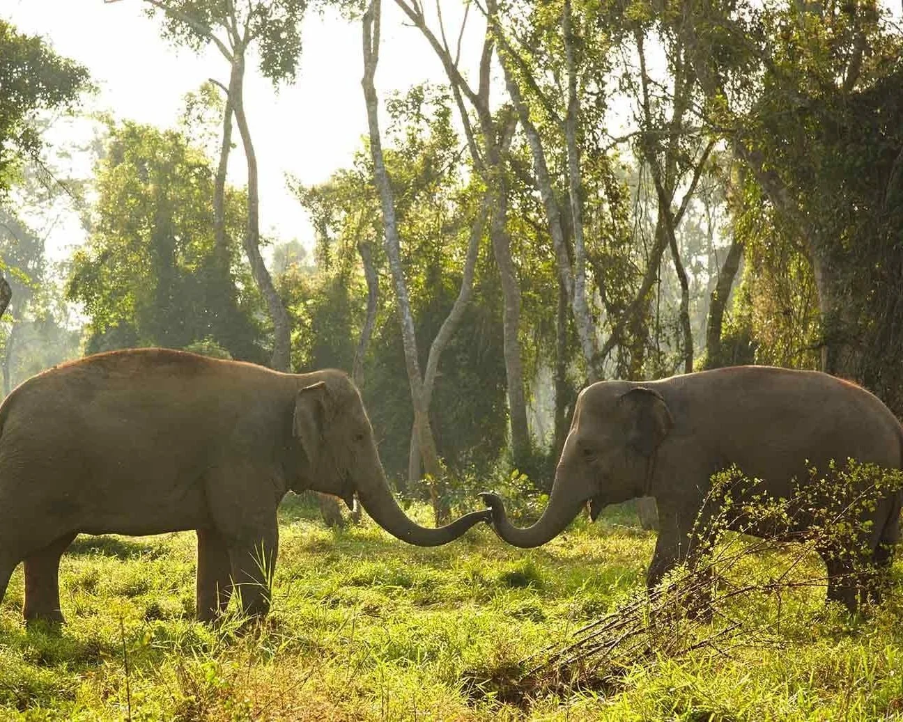 Exclusive Golden Triangle experiences - private tours where Thailand, Laos and Myanmar meet