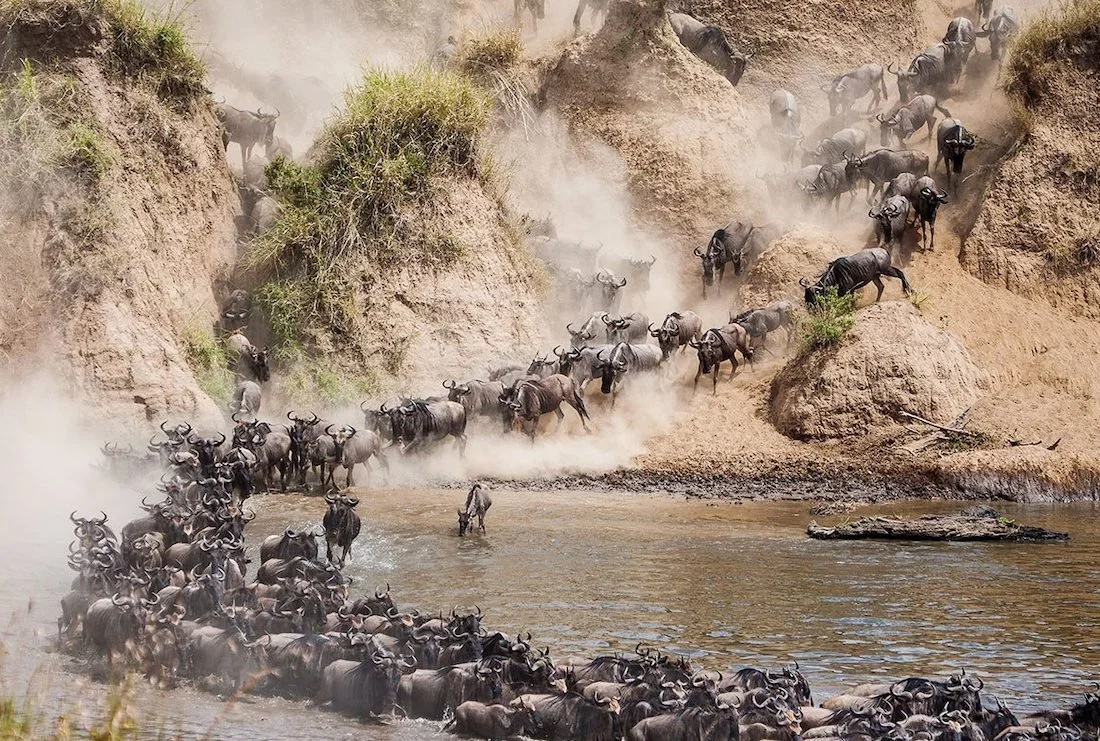 Thousands of wildebeest crossing the Mara River in a dramatic cloud of dust during the Great Migration in Tanzania