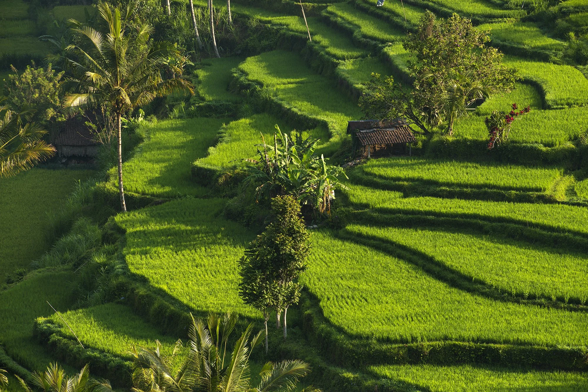 Lush stepped rice terraces cascading down a hillside with palm trees near Ubud in Bali, Indonesia, glowing vivid green in the tropical sunlight
