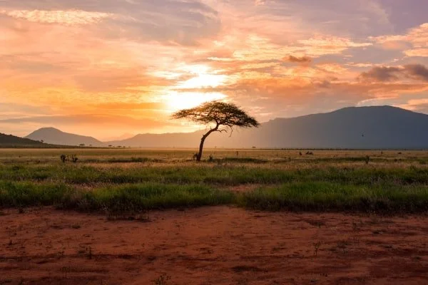 Acacia tree silhouetted against a dramatic sunset sky on the floor of the Ngorongoro Crater, Tanzania