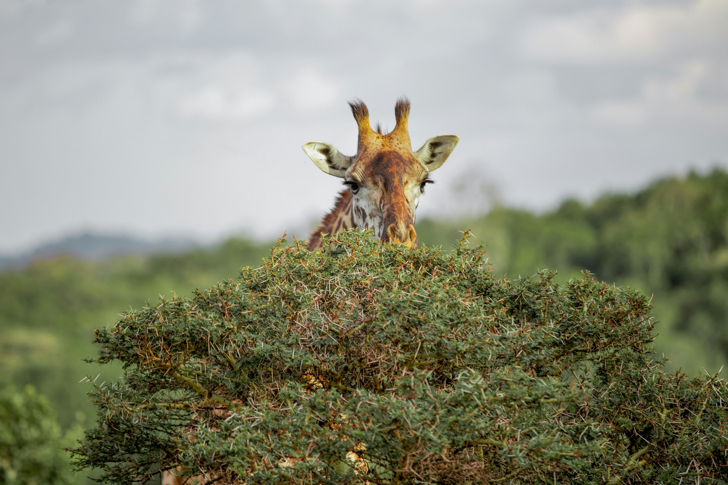 Giraffe peering over the treetops in the lush green landscape near Arusha, Tanzania