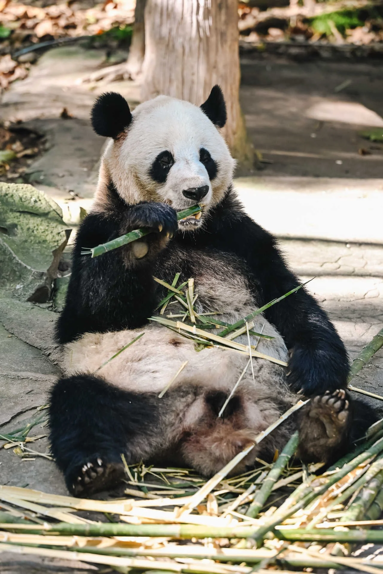 A giant panda sitting upright and eating a bamboo stalk at the Chengdu Research Base of Giant Panda Breeding in Sichuan, China, with bamboo and dry straw scattered around it
