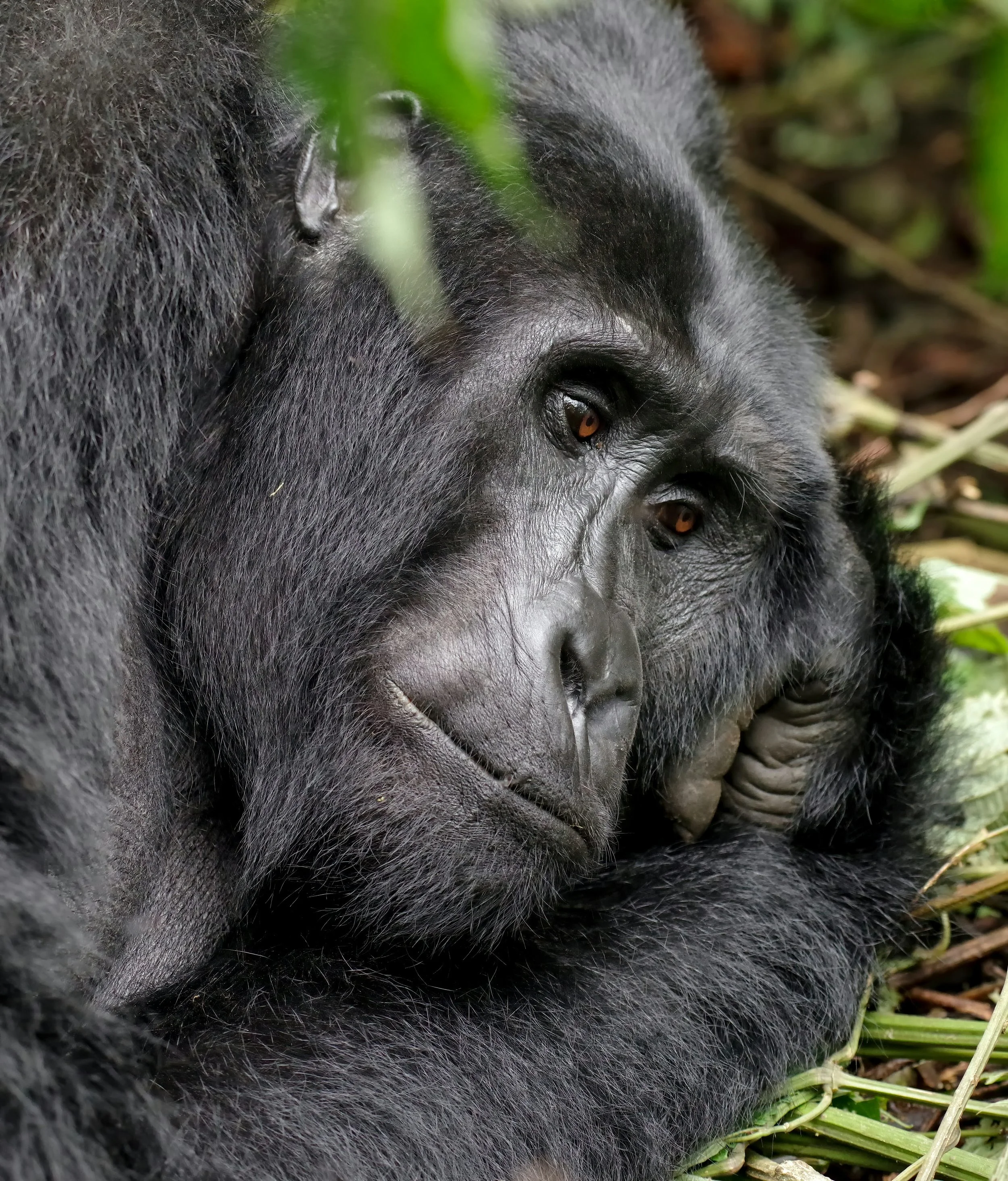 Extreme close-up portrait of a mountain gorilla resting with its chin on its hand in Volcanoes National Park, Rwanda
