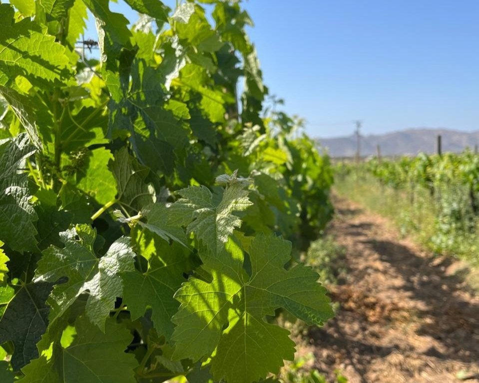 Exclusive Baja wine country experiences - private tours of Mexico's premier wine region and Pacific coast