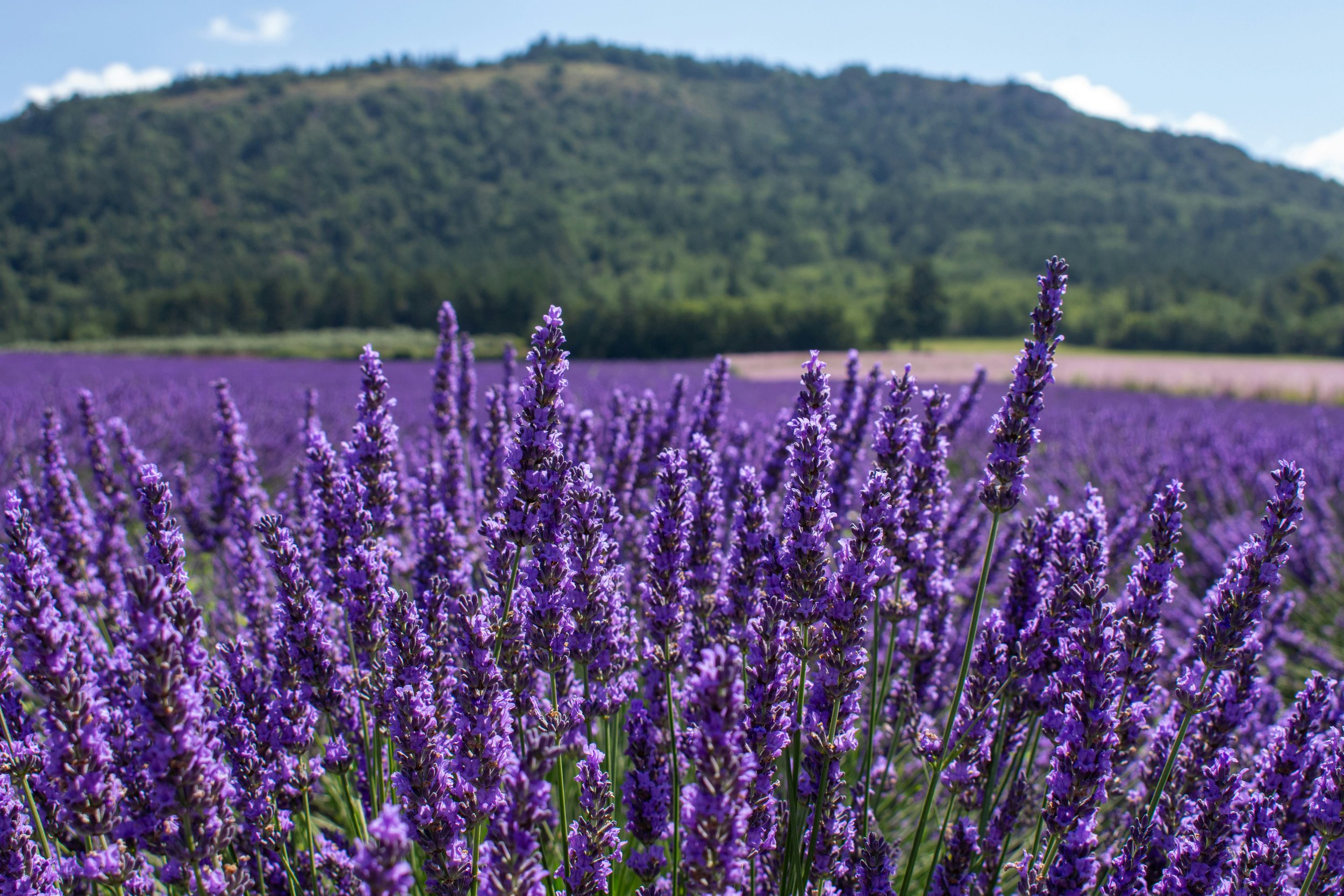 Rows of purple lavender in full bloom in Provence with a stone church and dark forest hillside rising in the background under a blue summer sky, France