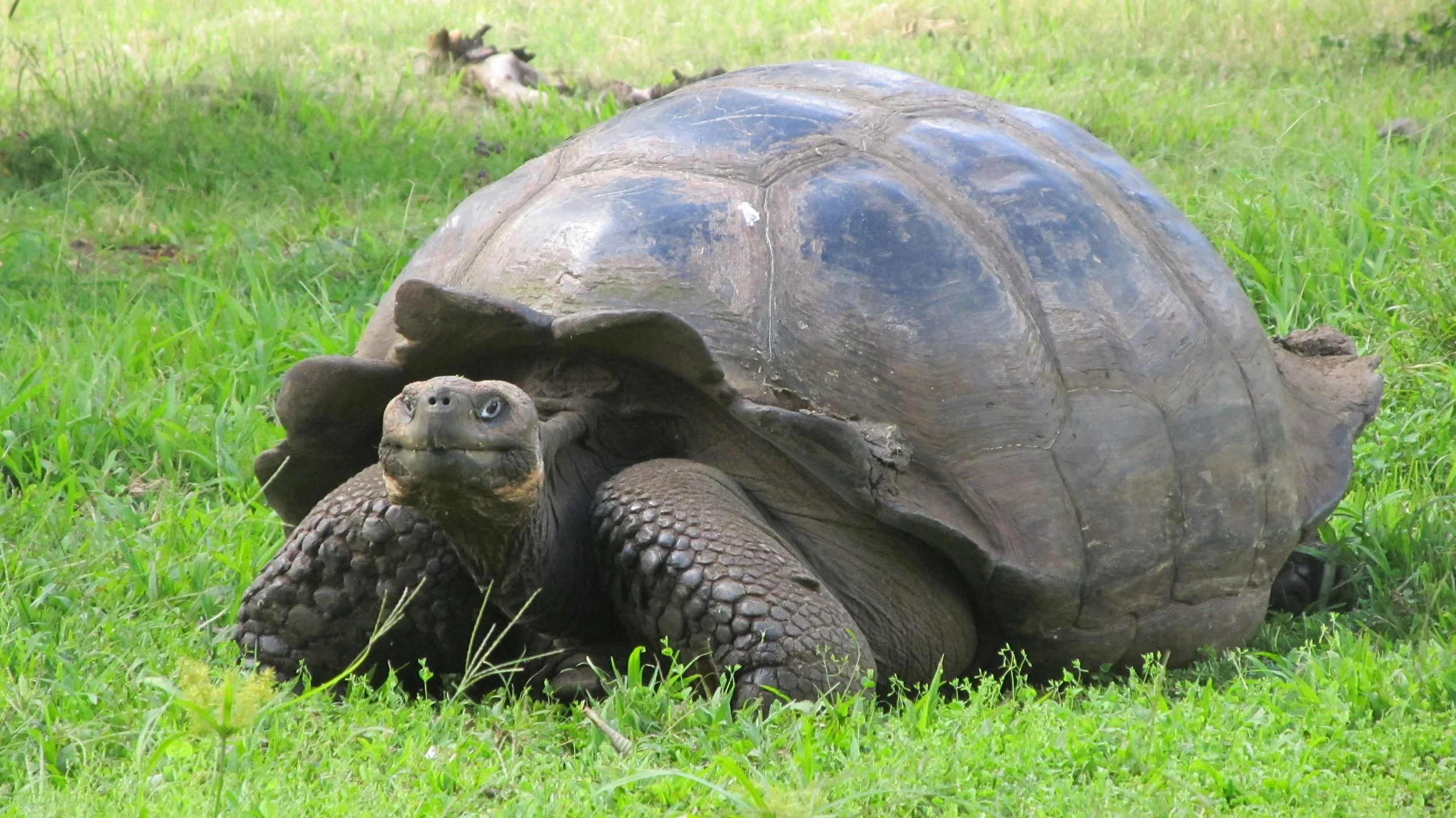 Close-up of a Galápagos giant tortoise resting in green grass, showing its ancient domed shell and weathered face, Ecuador