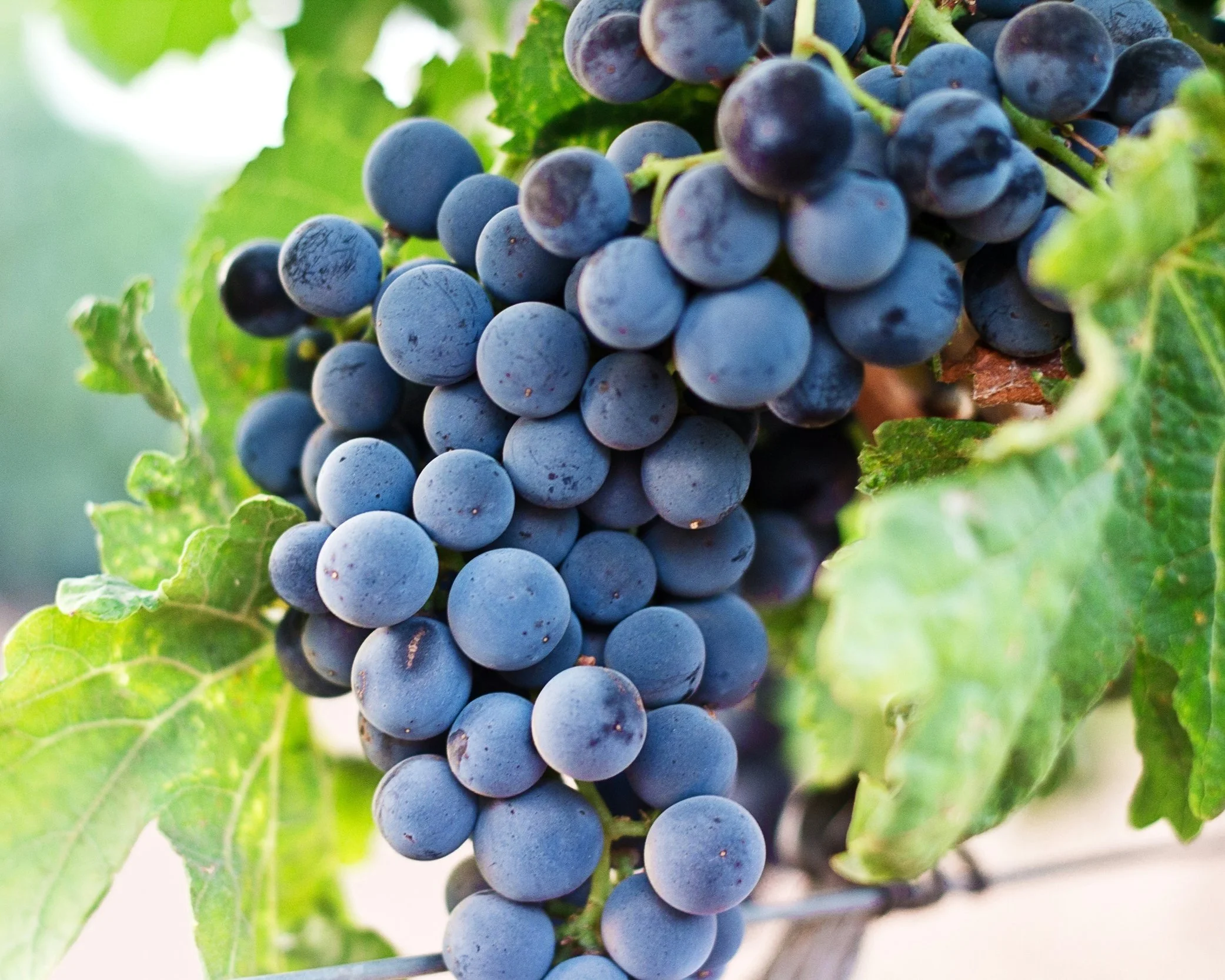 Close-up of a cluster of ripe red wine grapes hanging on the vine at a private estate in La Rioja wine country, Spain