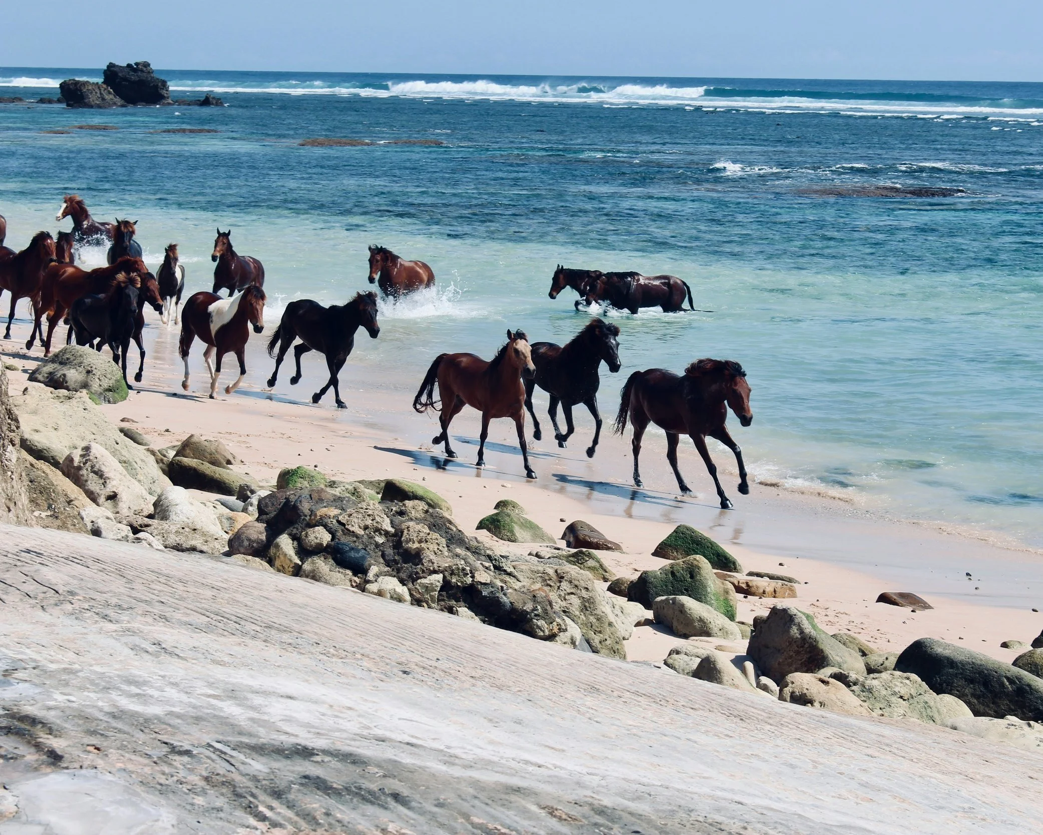Herd of wild horses galloping along a rocky shoreline with turquoise ocean waters on Sumba Island, Indonesia