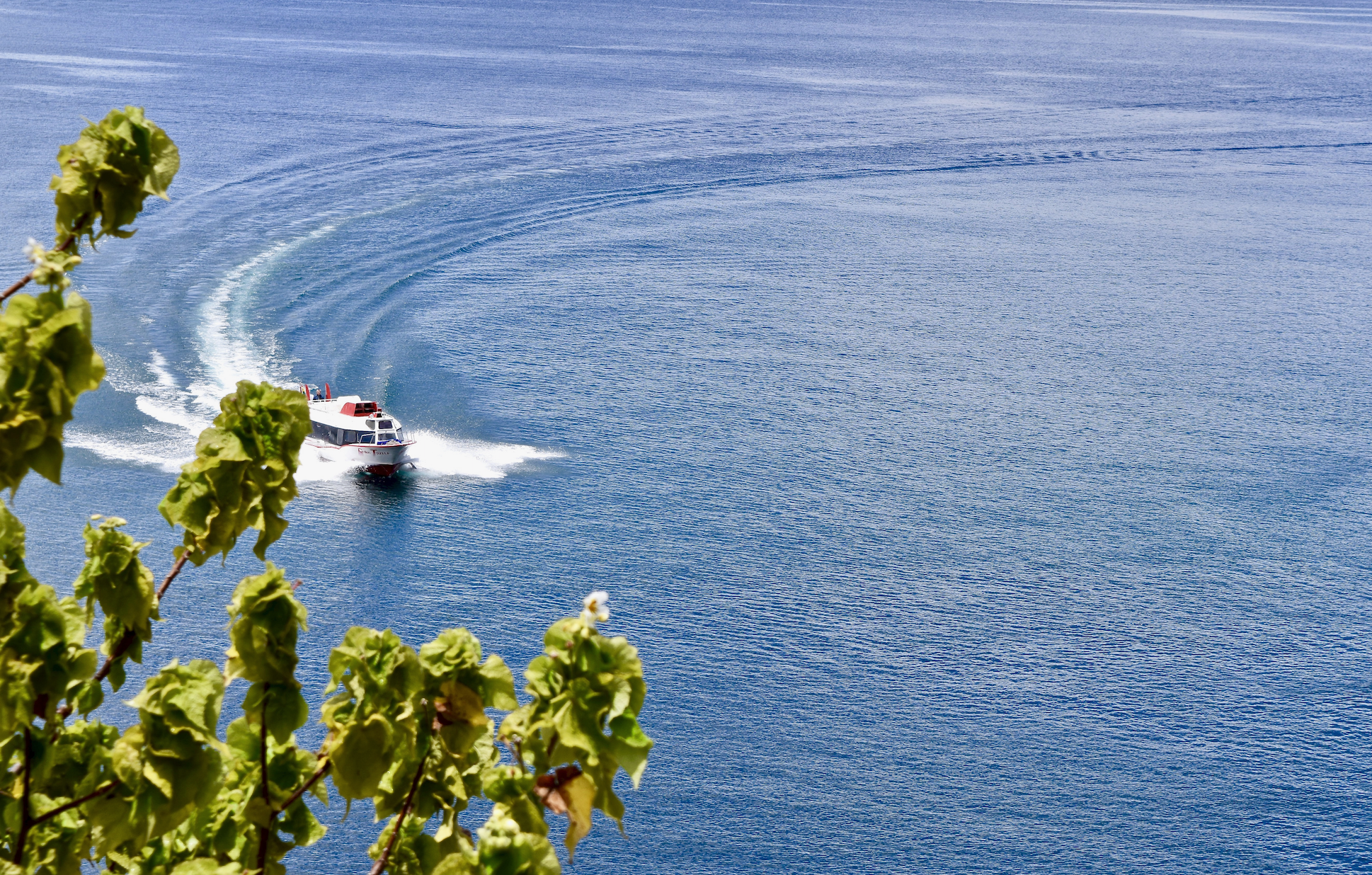 Private motorboat cutting through the deep blue waters of Lake Titicaca viewed from the shore with foliage in the foreground, Bolivia