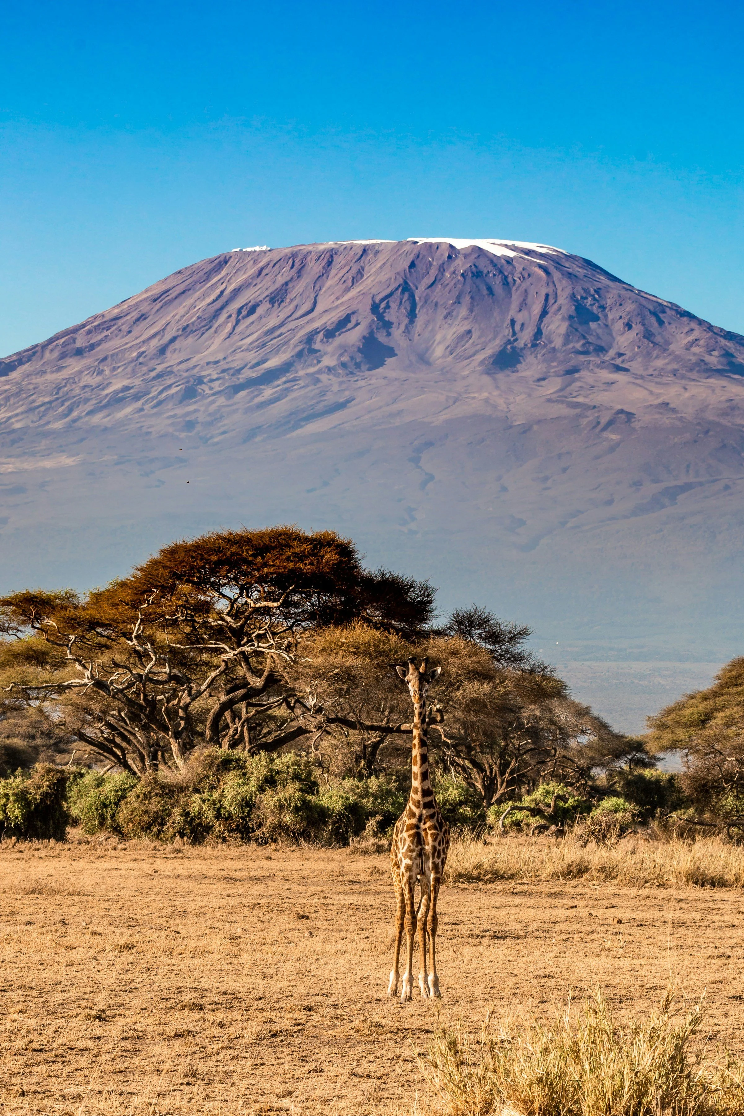 Giraffe standing beneath a flat-topped acacia tree with the snow-capped peak of Kilimanjaro behind, Tanzania