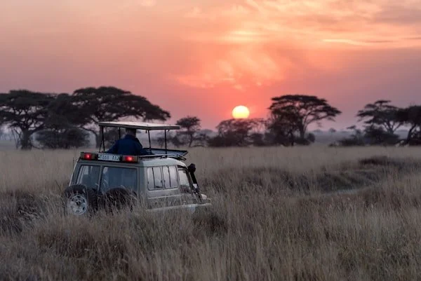 Private safari vehicle driving through golden grass at sunset in the Serengeti, Tanzania