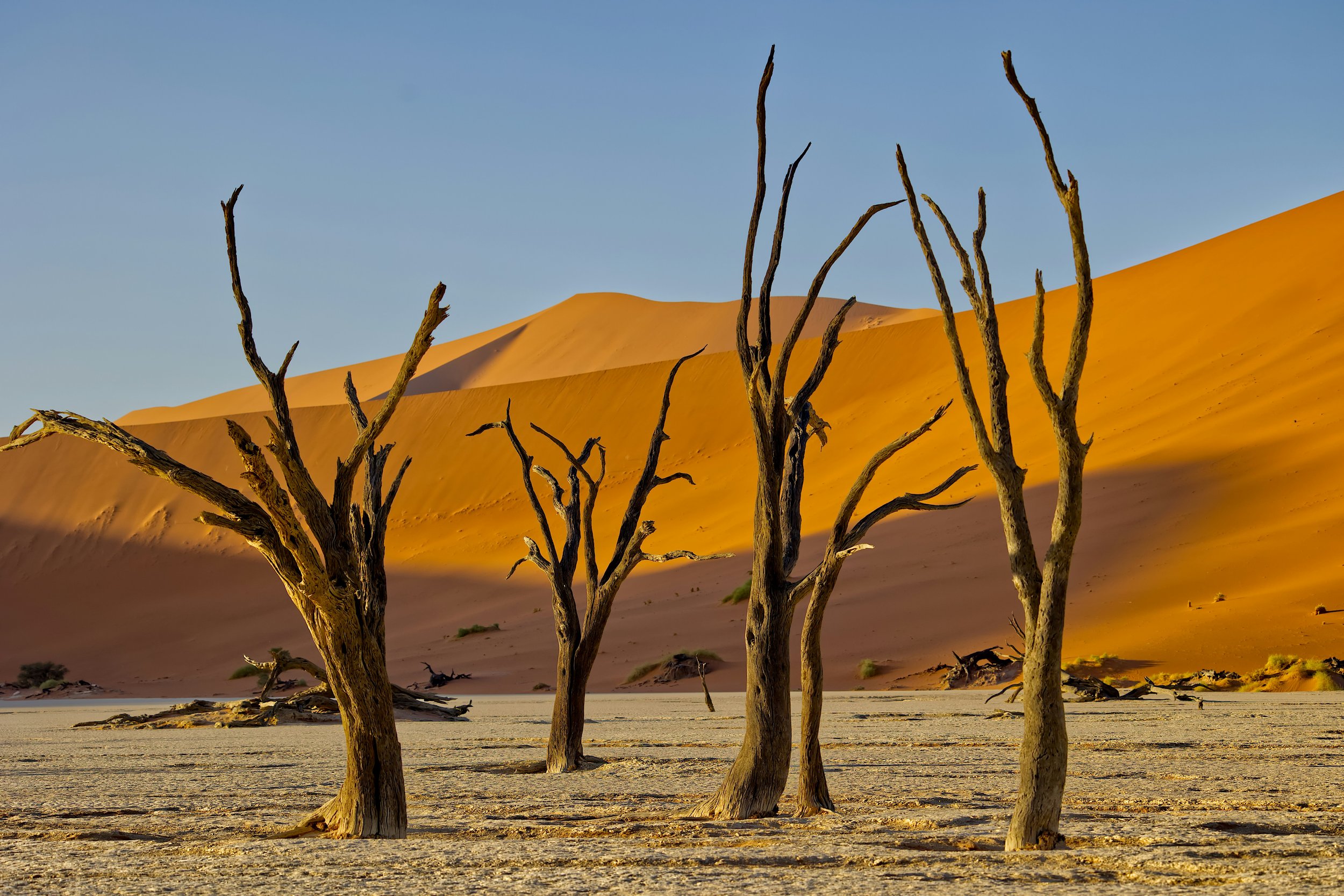 Ancient dead camel thorn trees with stark black silhouette branches standing on the white cracked clay pan of Dead Vlei, with towering orange-red sand dunes rising sharply behind them under a blue sky at Sossusvlei, Namibia
