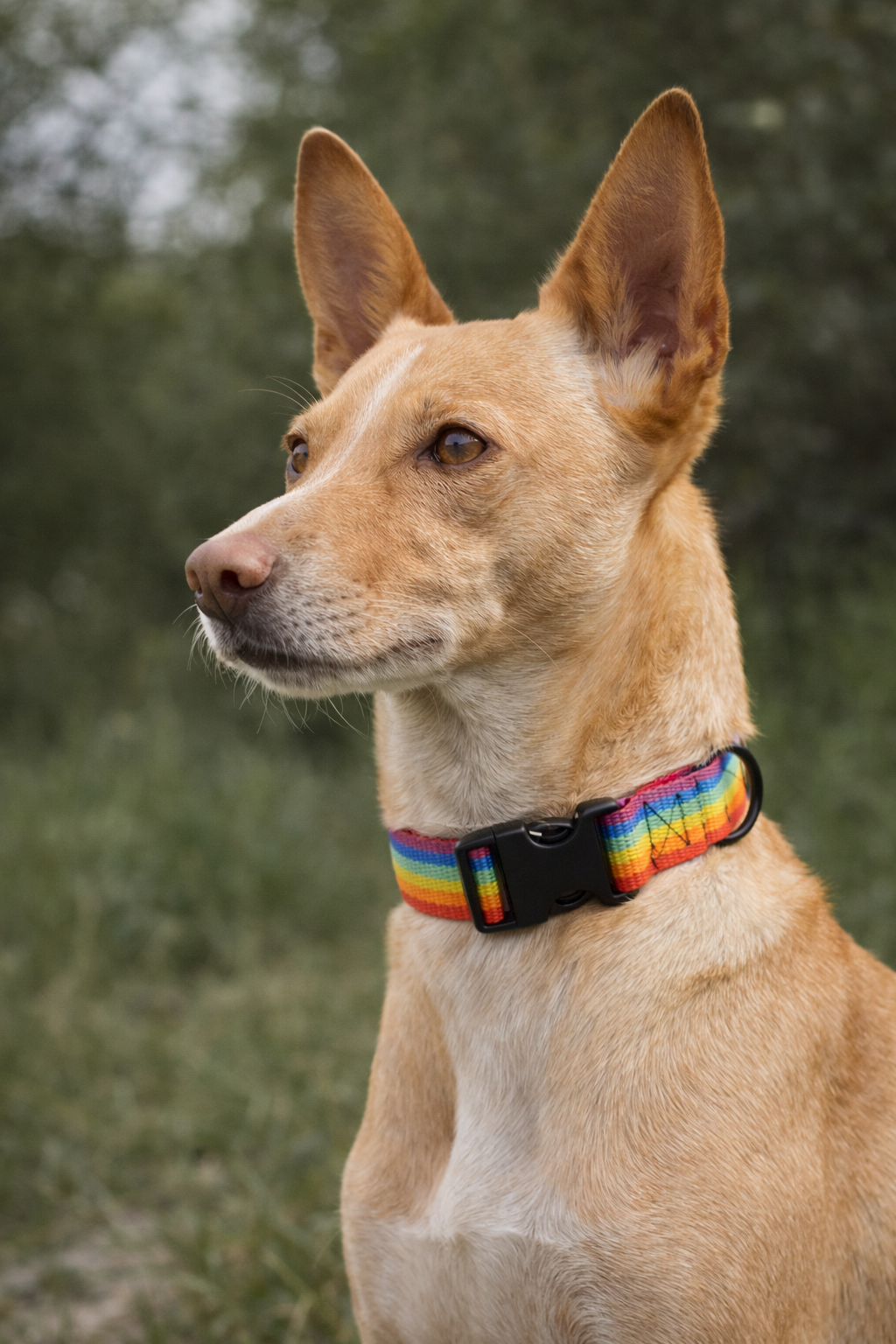 rainbow collar 17_02_2026, 22_59_36.png