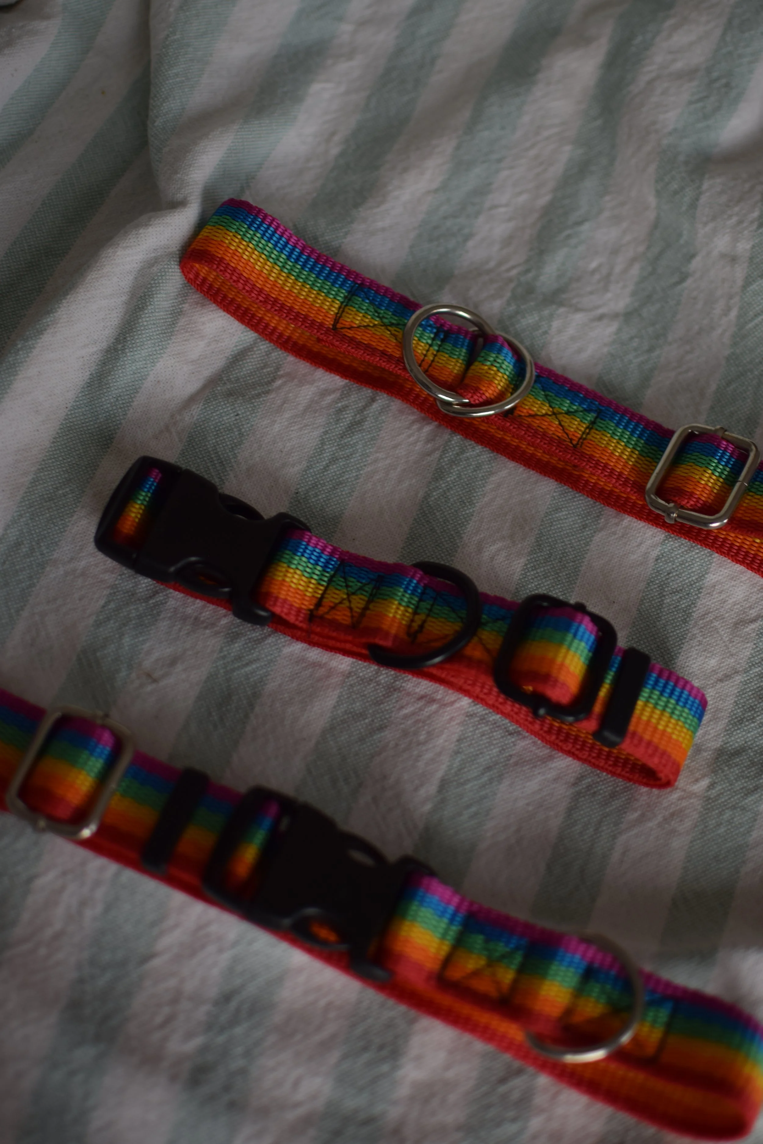 rainbow collar DSC_0531.JPG