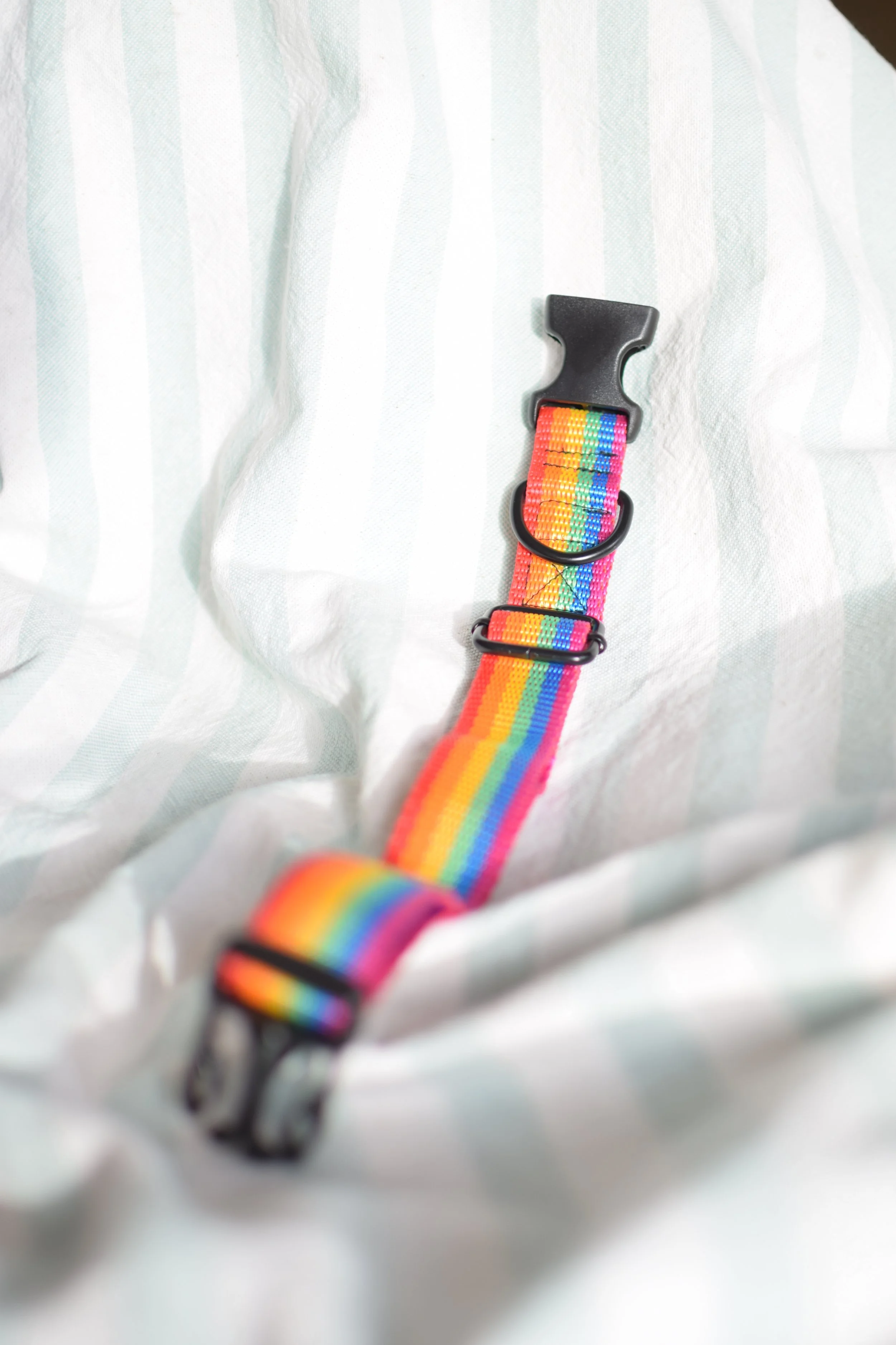 rainbow collar DSC_0332.JPG