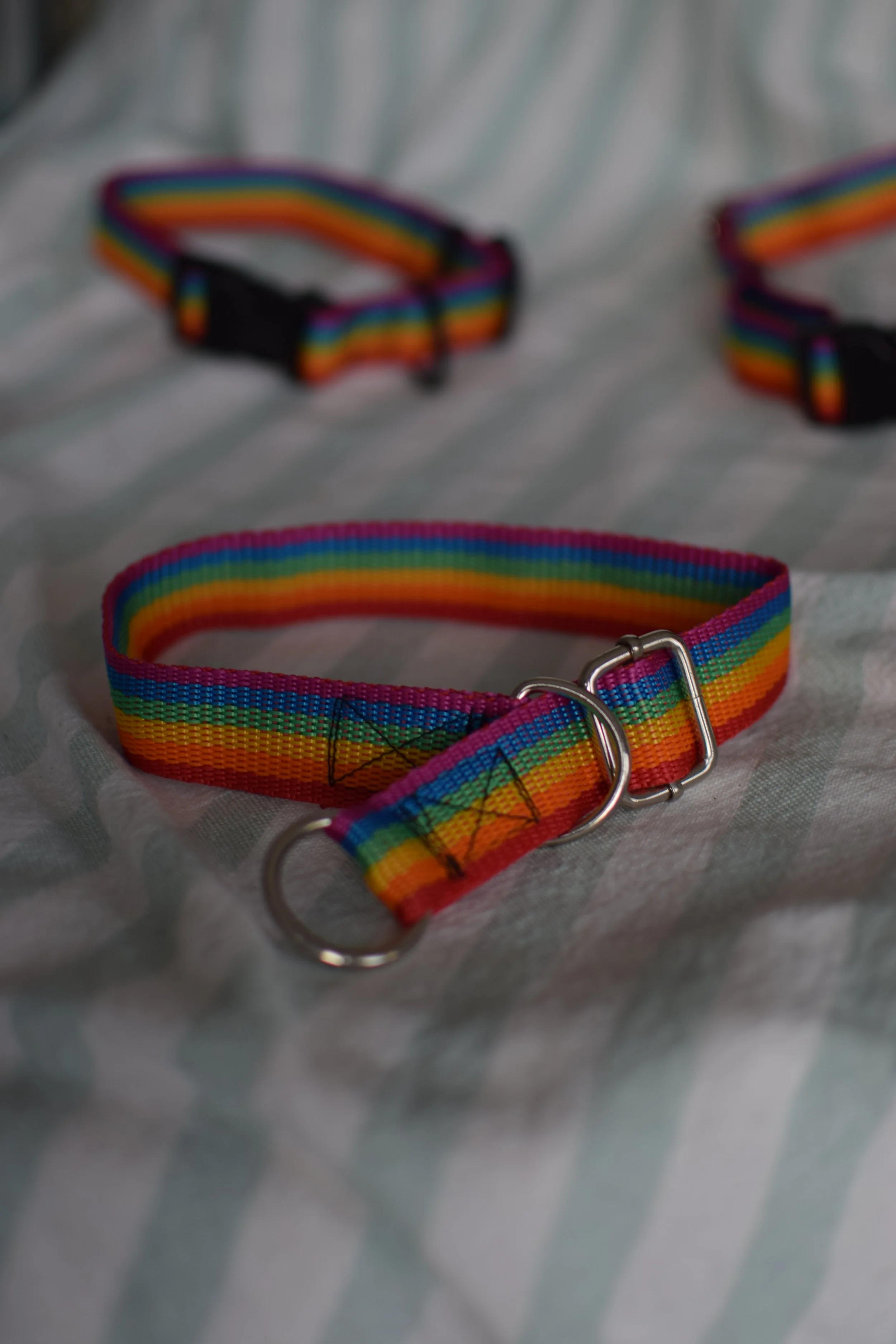 rainbow collar DSC_0544.JPG