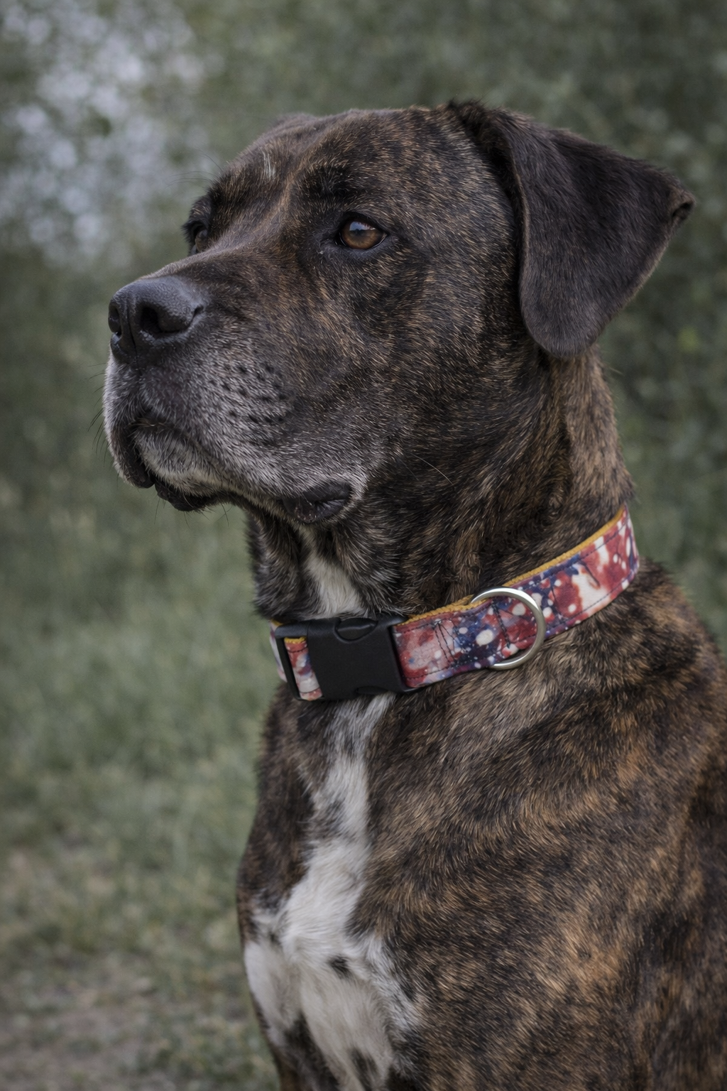 cosmos collar 17_02_2026, 23_15_22.png