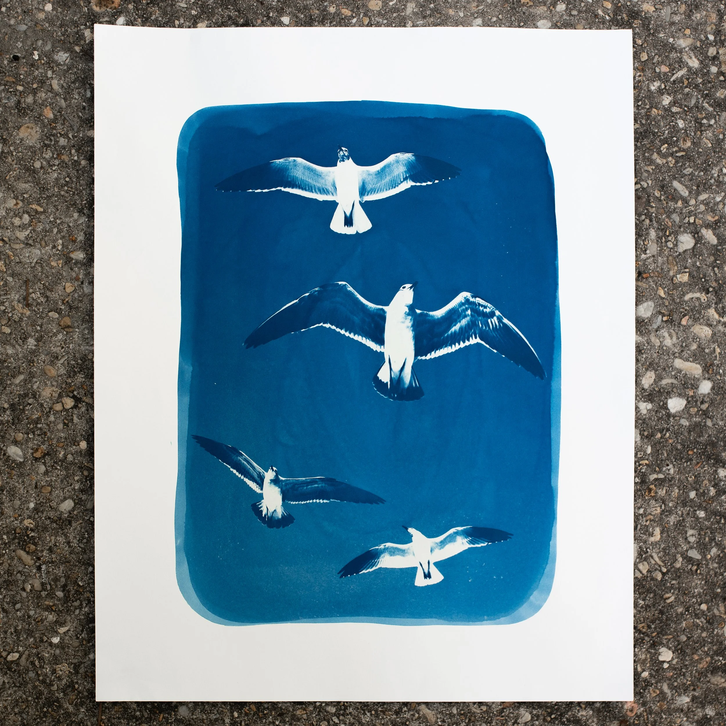 cyanotypes-fourinflight-no?.jpg