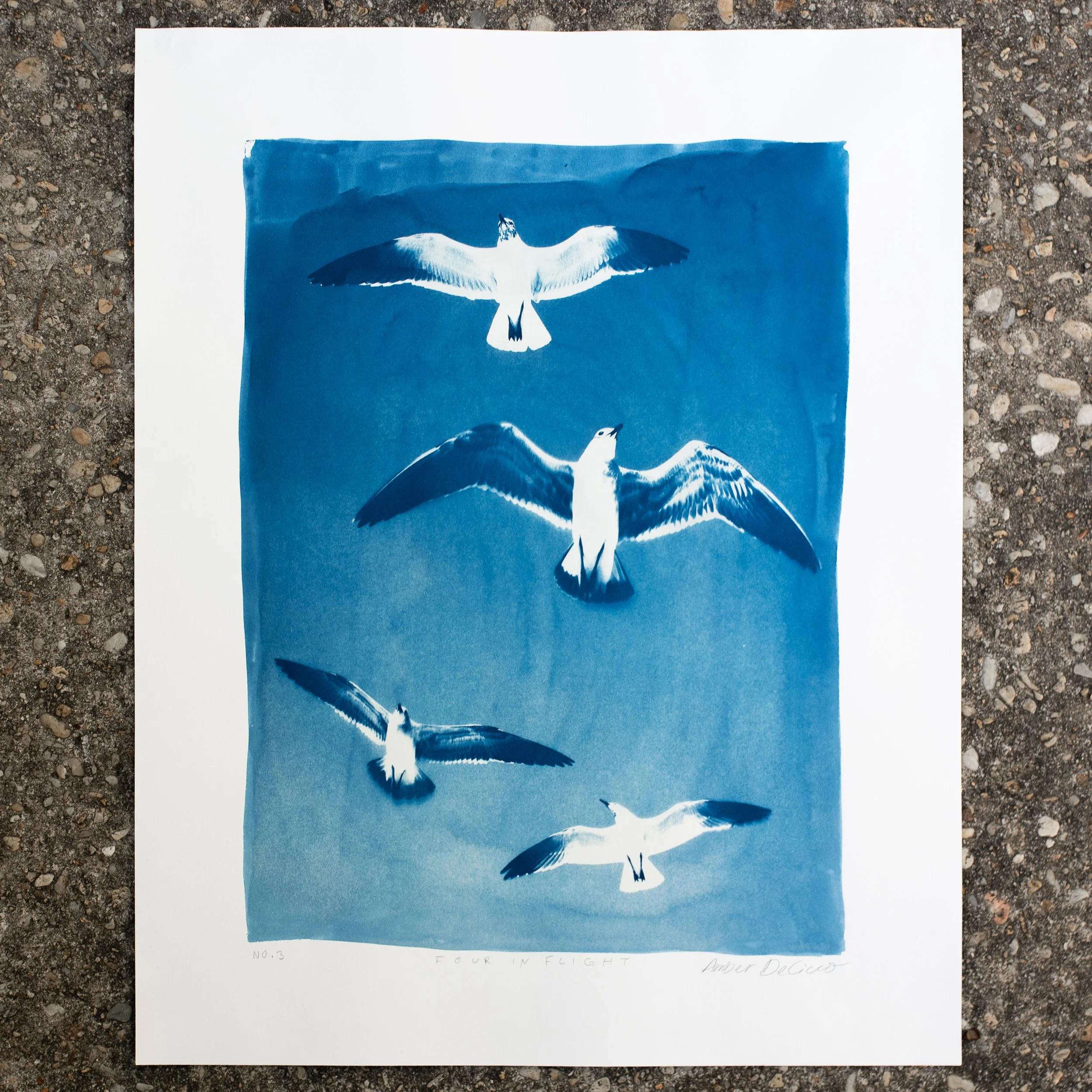 Four in Flight  |  Original Cyanotype