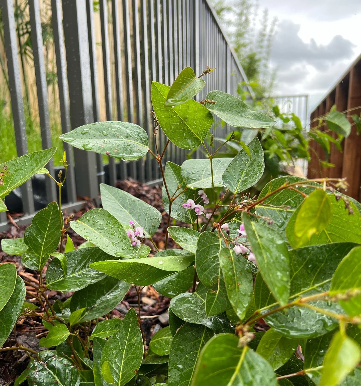 Swipe to see what we started with!
The goal is to have the hardenbergia cascading over the wooden screen, creating a showy living waterfall. 🌸✨

.
.

#illawarra #smallbusiness #fabaceae #native #hardenbergiaviolacea #violet  #wollongong #habitatgard