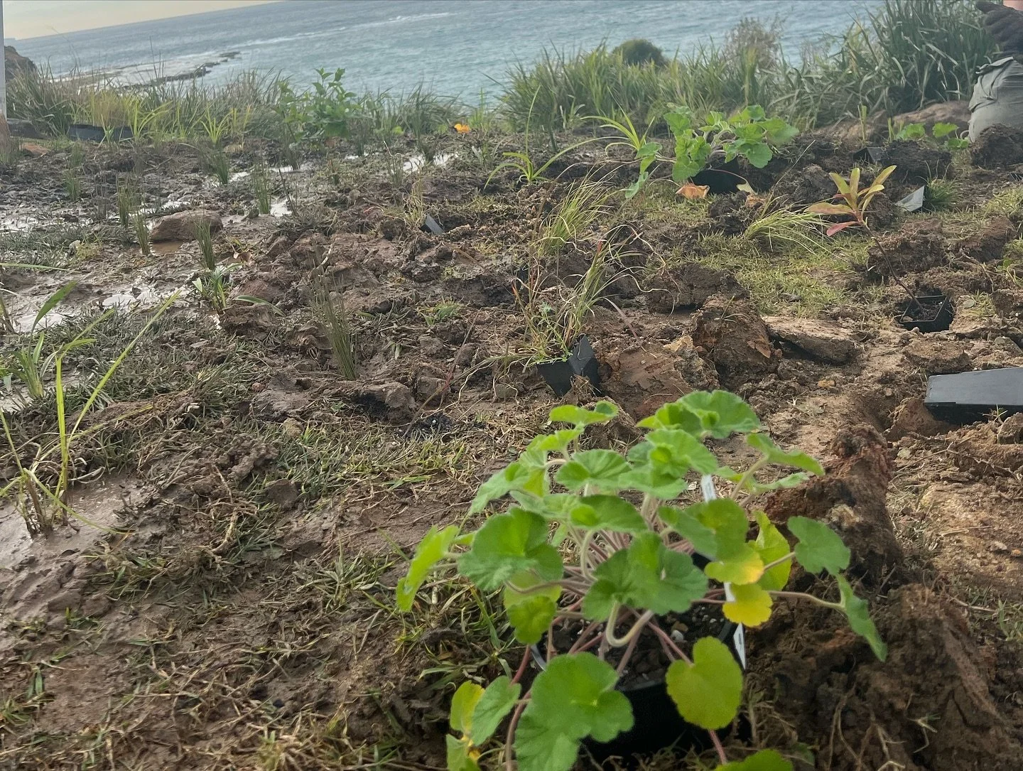 Masked Lapwings keeping a close eye on us! 👀💚
