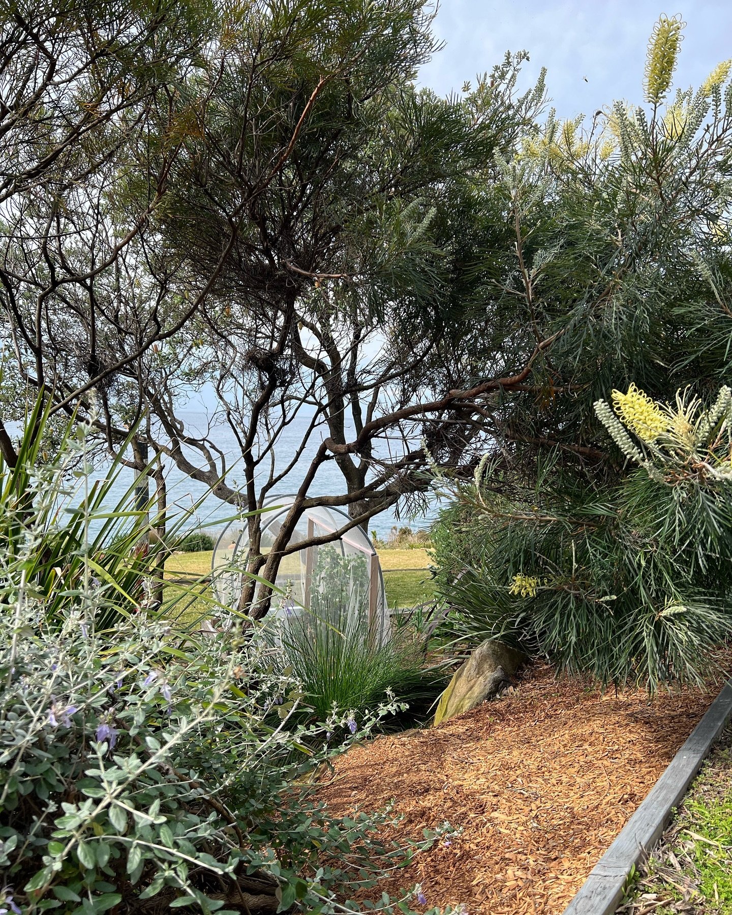 All of our sites and gardens across the Illawarra are absolutely POPPING with colour right now! 🌸🌼🐞🪲