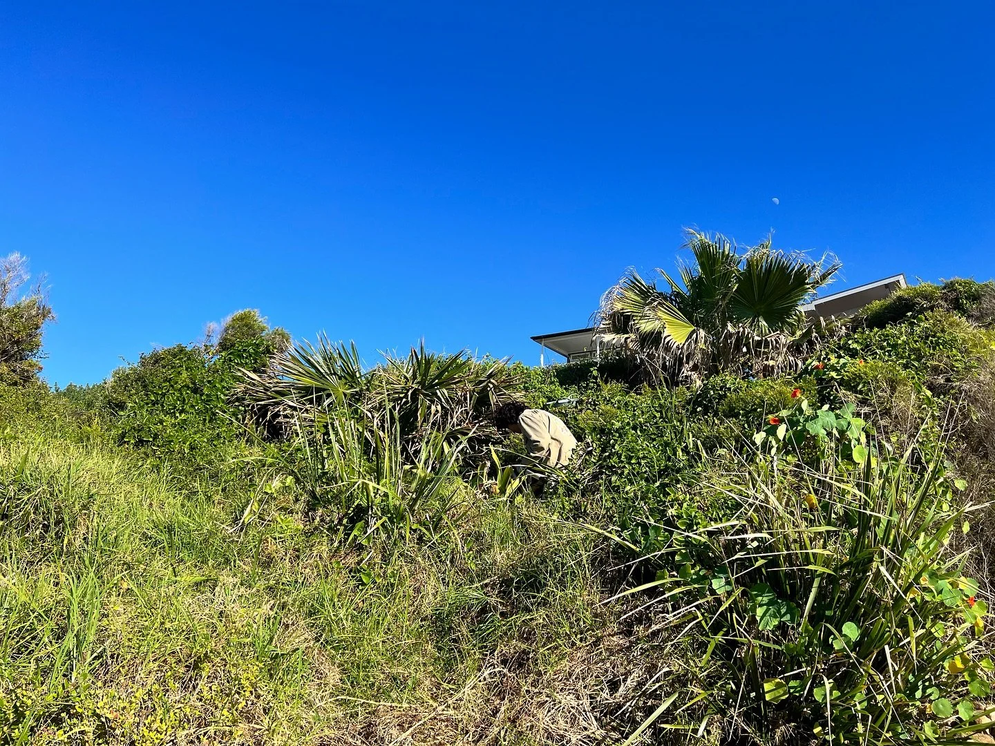 Before and afters of a site in Wombarra that was being smothered by Anredera cordifolia(Madeira vine), annual weeds and grasses. Madeira is a relentless weed and as you can see, this site had not been worked for a long time.

On just our second visit