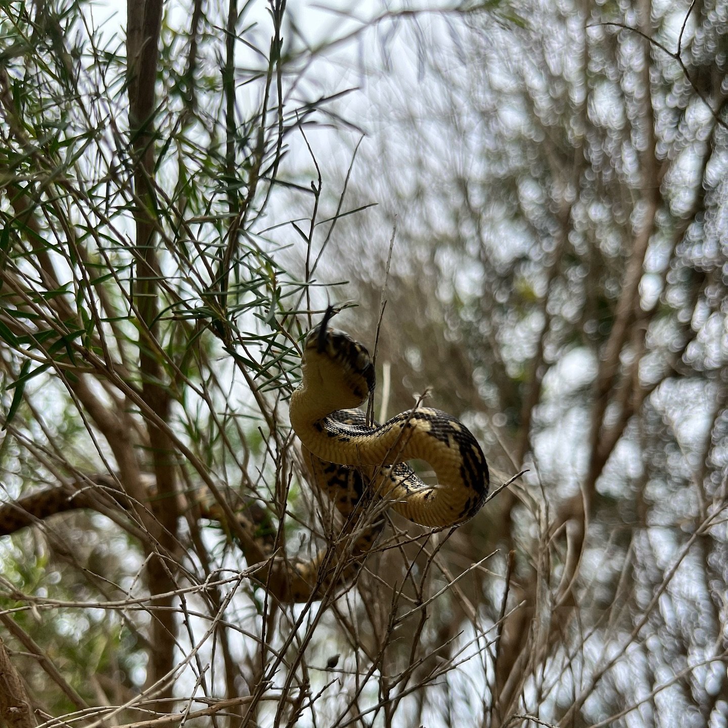 Did you know that having diamond pythons in your backyard is a great sign of a healthy ecosystem?🐀🐍🍃 

#python #diamondpython #smallbuisness #greeningthegong
#growlocal #backyard #ecosystems #biodiversity