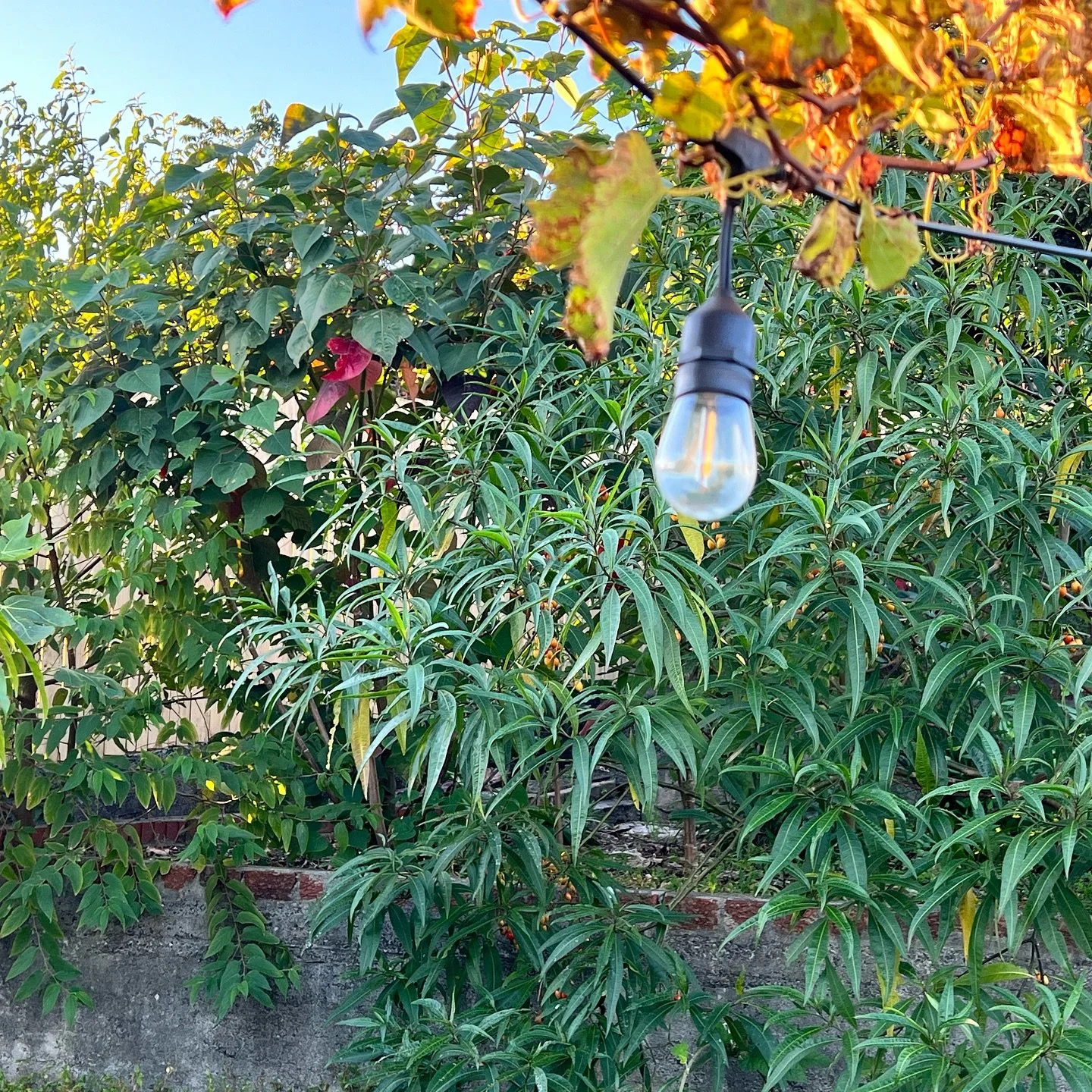 And a little bit of maintenance for our favourite native garden meets food forest oasis 😍

#smallbuisness #greeningthegong
#growlocal #backyard #conservation #foodforestgarden #growingillawarranatives #killyourlawn
