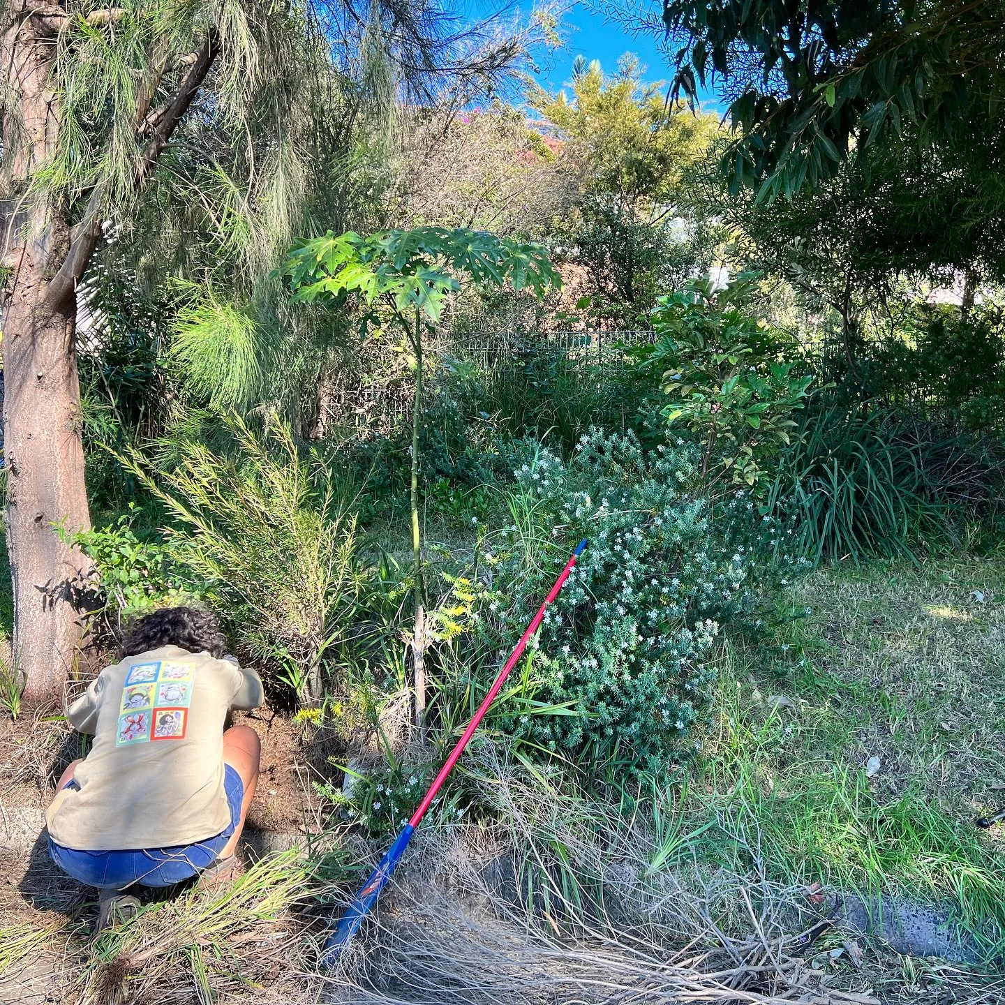 Little bit of maintenance for this wild verge garden 😍

#backyardhabitat #smallbuisness #greeningthegong
#growlocal #backyard #ecosystems
#growingillawarranatives #killyourlawn