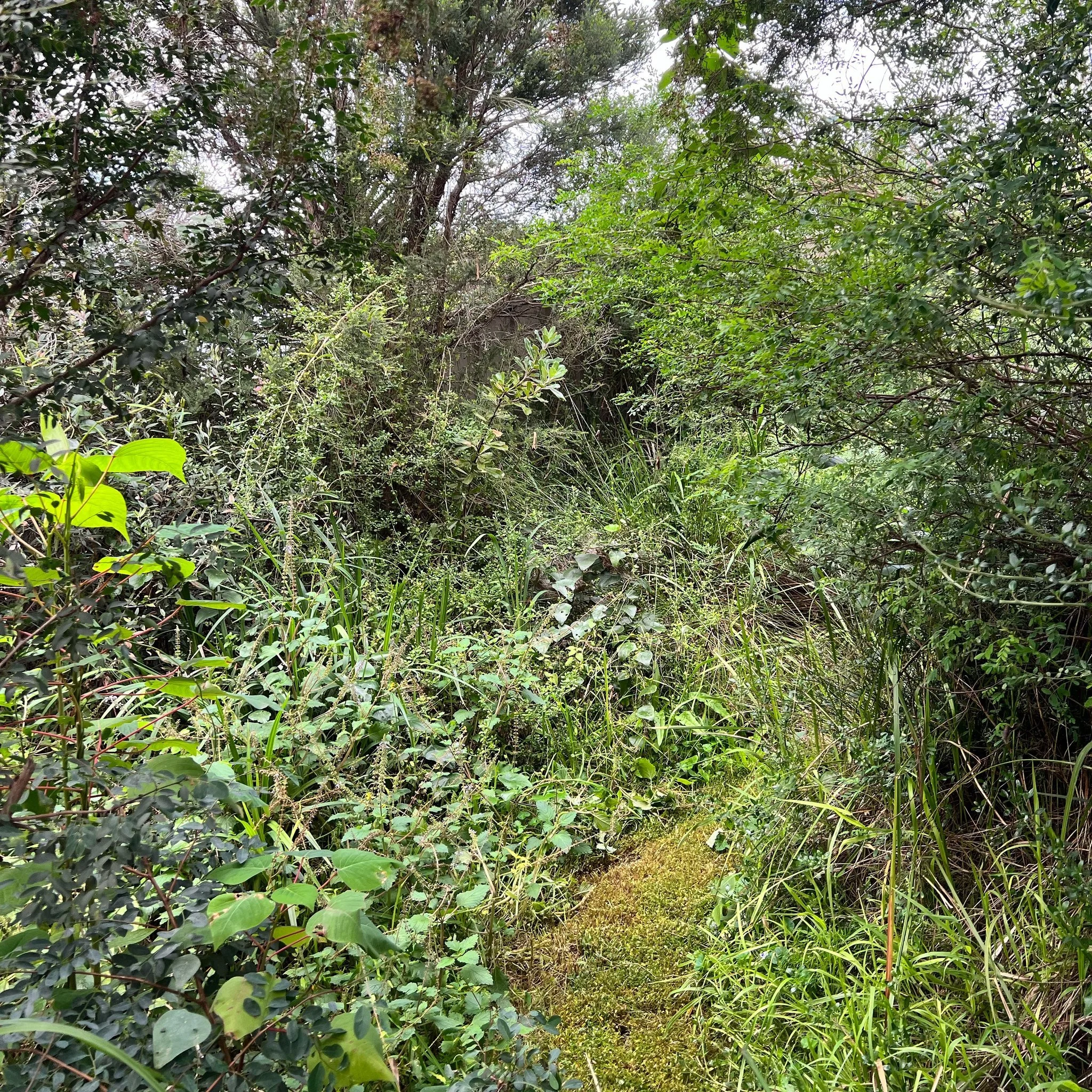 We love a wild native garden! 
Native plants that adapt naturally to their environments, are ideal choices for gardens. They are resilient, easy to grow, and support local wildlife. By cultivating native plants, you can create a thriving ecosystem in