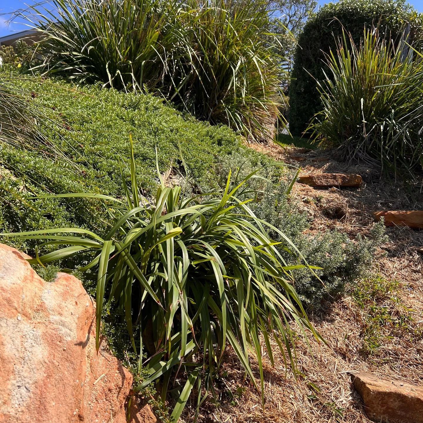 We absolutely love the natural placement of the sandstone boulders on this site. These rocks serve as natural heaters for reptiles, retaining warmth from the sun. The crevices within rocks offer shelter and
nesting spots for reptiles, small mammals, 
