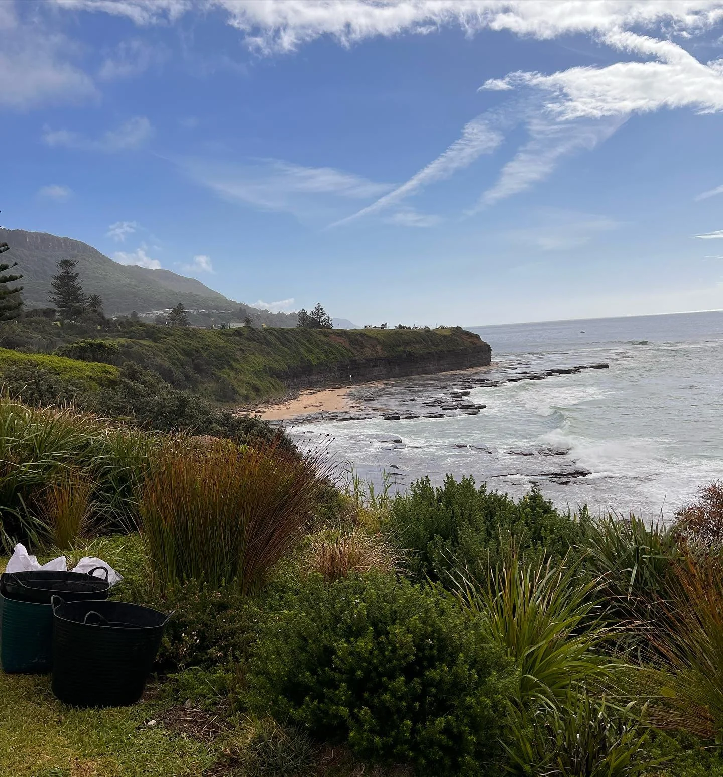 Today, we successfully tackled the invasive Anredera cordifolia (Madeira vine) by excavating tubers, securely bagging and removing all materials from the site. In areas susceptible to erosion, we implemented scrape and paint techniques to minimize so