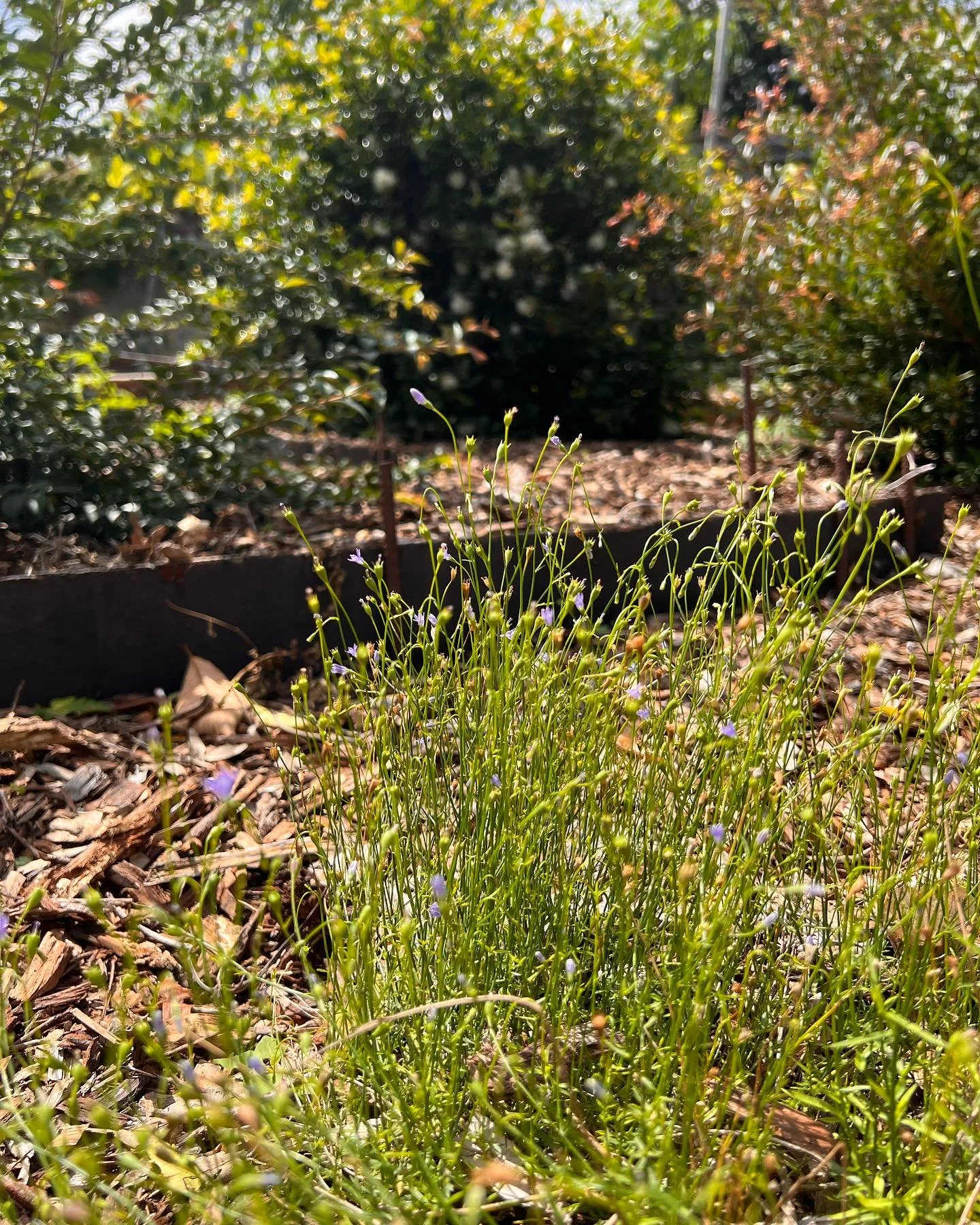 Behold the beauty of this native blue bell (Wahlenbergia sp.) thriving in this Wollongong backyard. Not only does it add a subtle pop of colour to the garden, but flowering herbs and ground covers like this also play a crucial role in maintaining a h