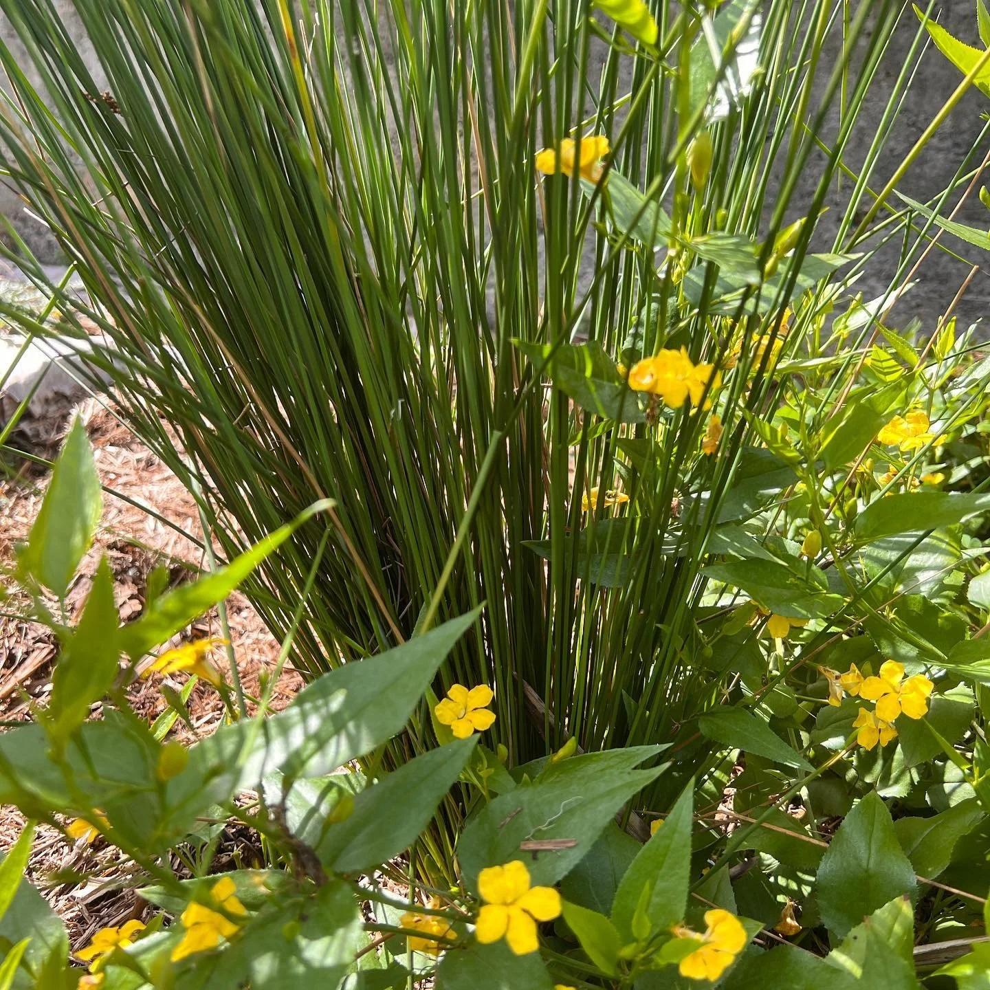 6 months on from planting this area and we are starting to see the regeneration of native species and a notable increase in bird and lizard activity. We are also seeing a significant decrease in weed management required each visit, allowing us to foc