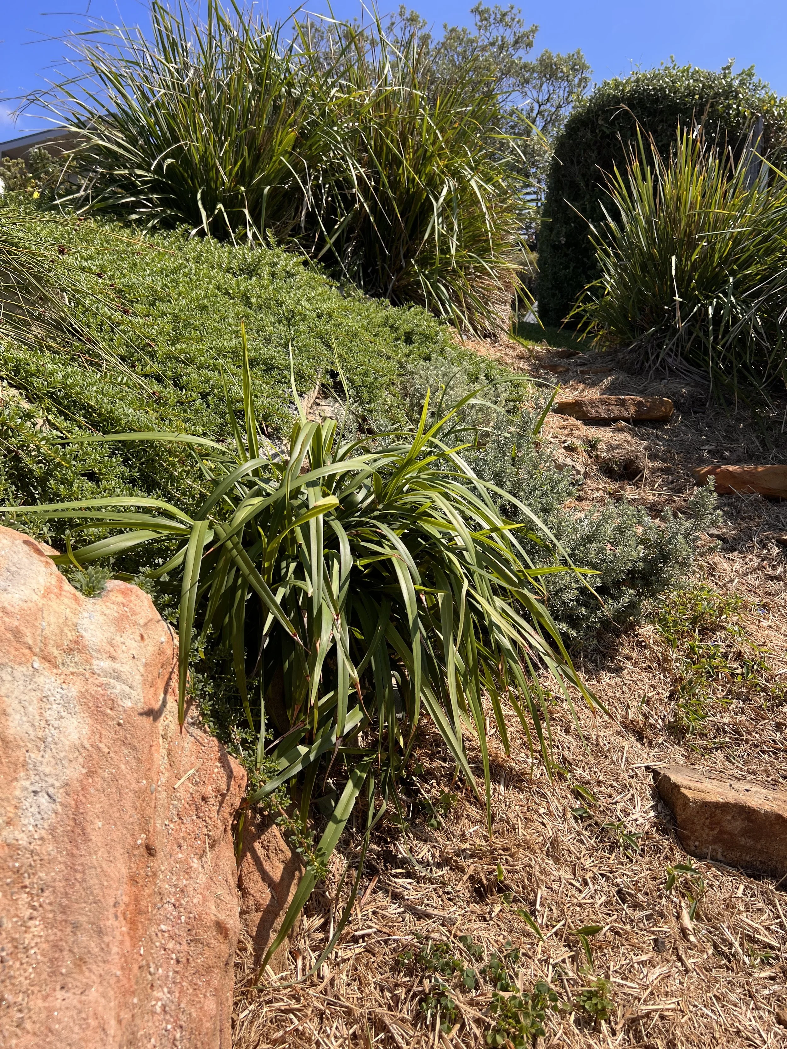 stone pathway bordered by dense native plants