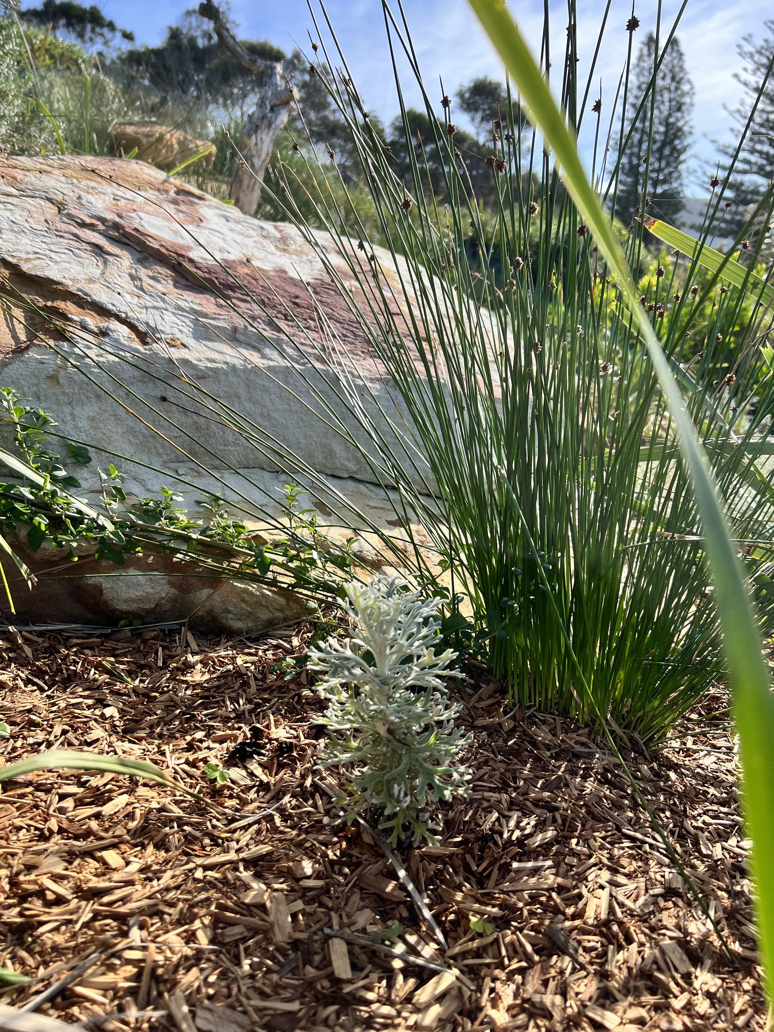 mulched native garden with large sandstone feature rock