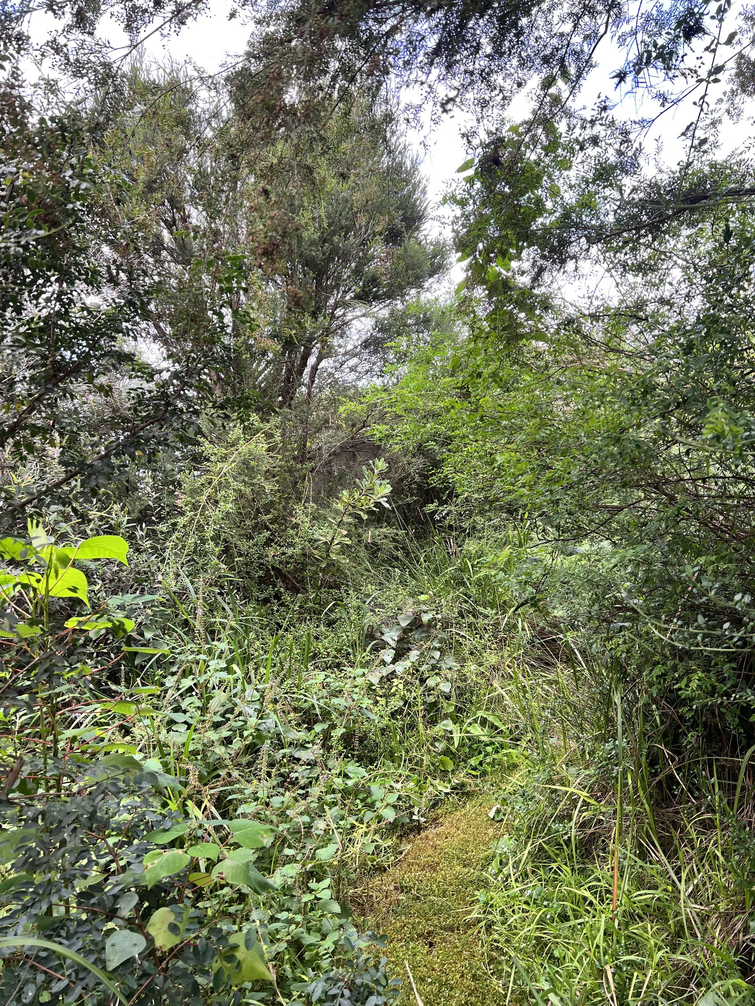 established revegetation site