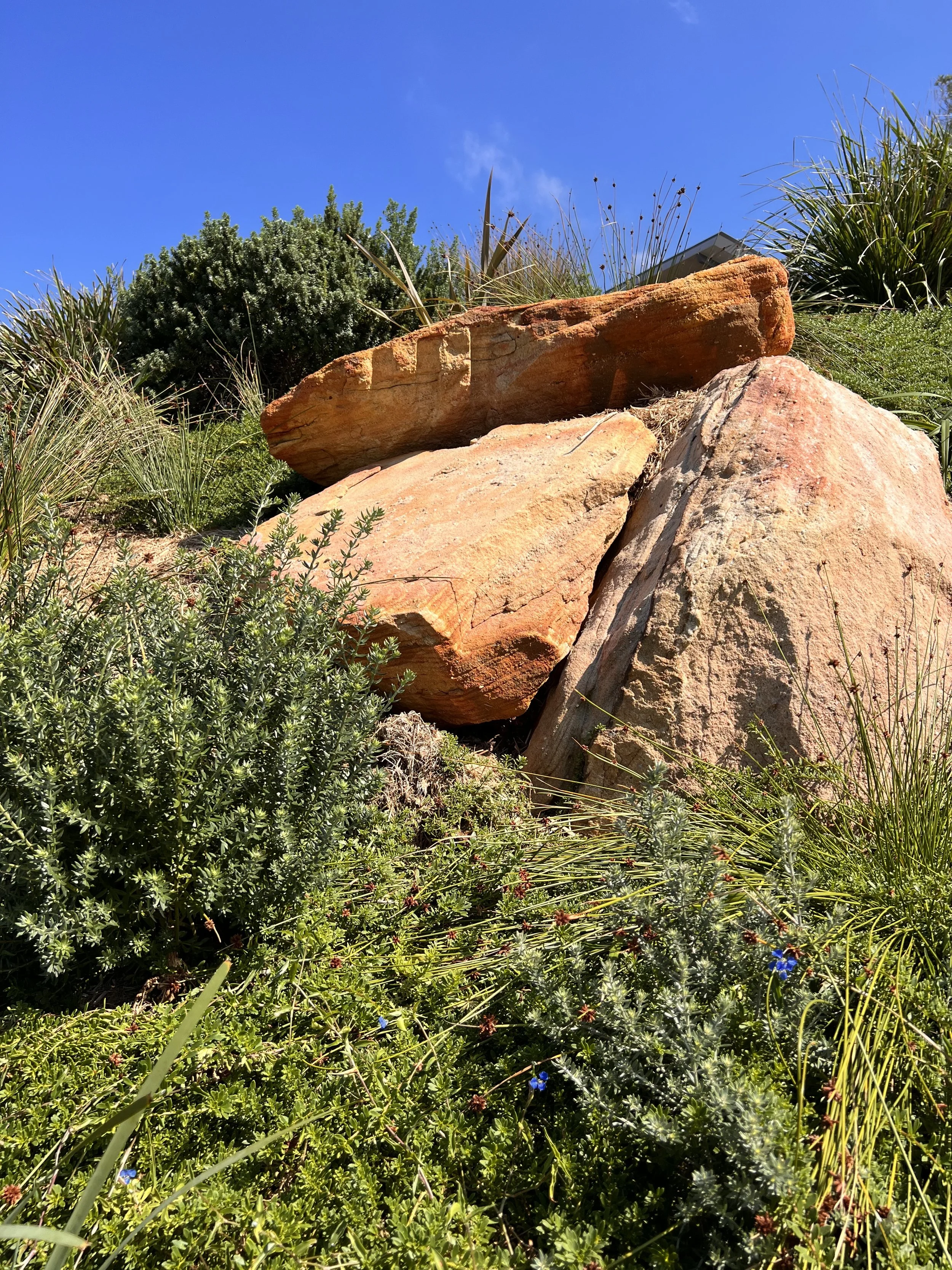 native coastal garden with 3 large sandstone feature boulders