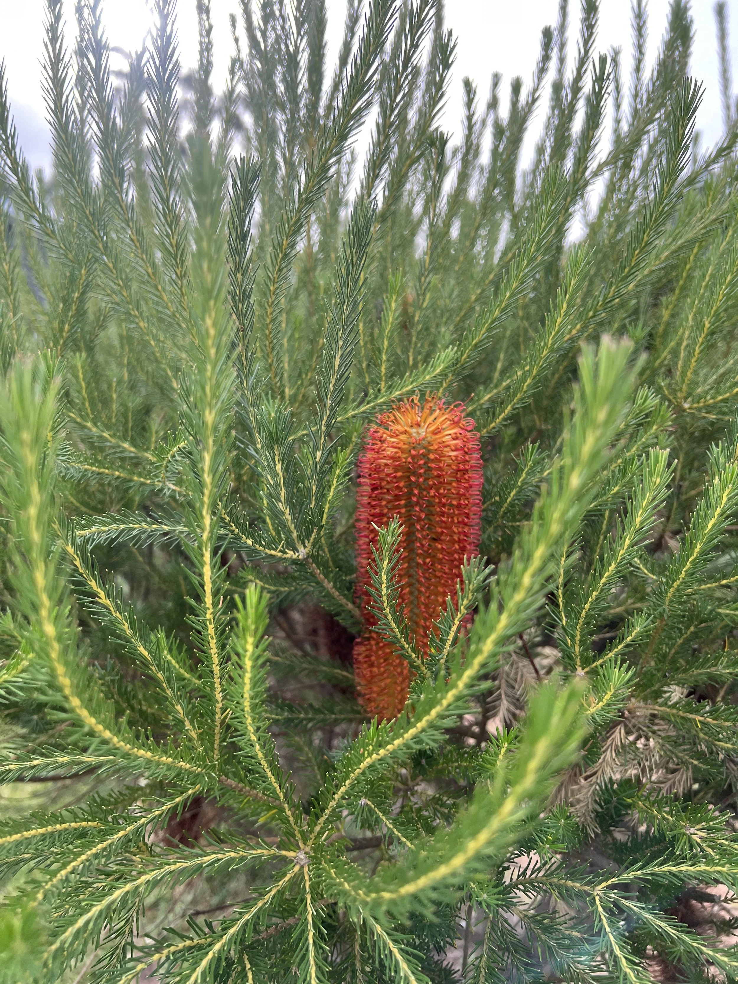 close up of a banksia plant with vibrant orange flower spike surrounded by green foliage