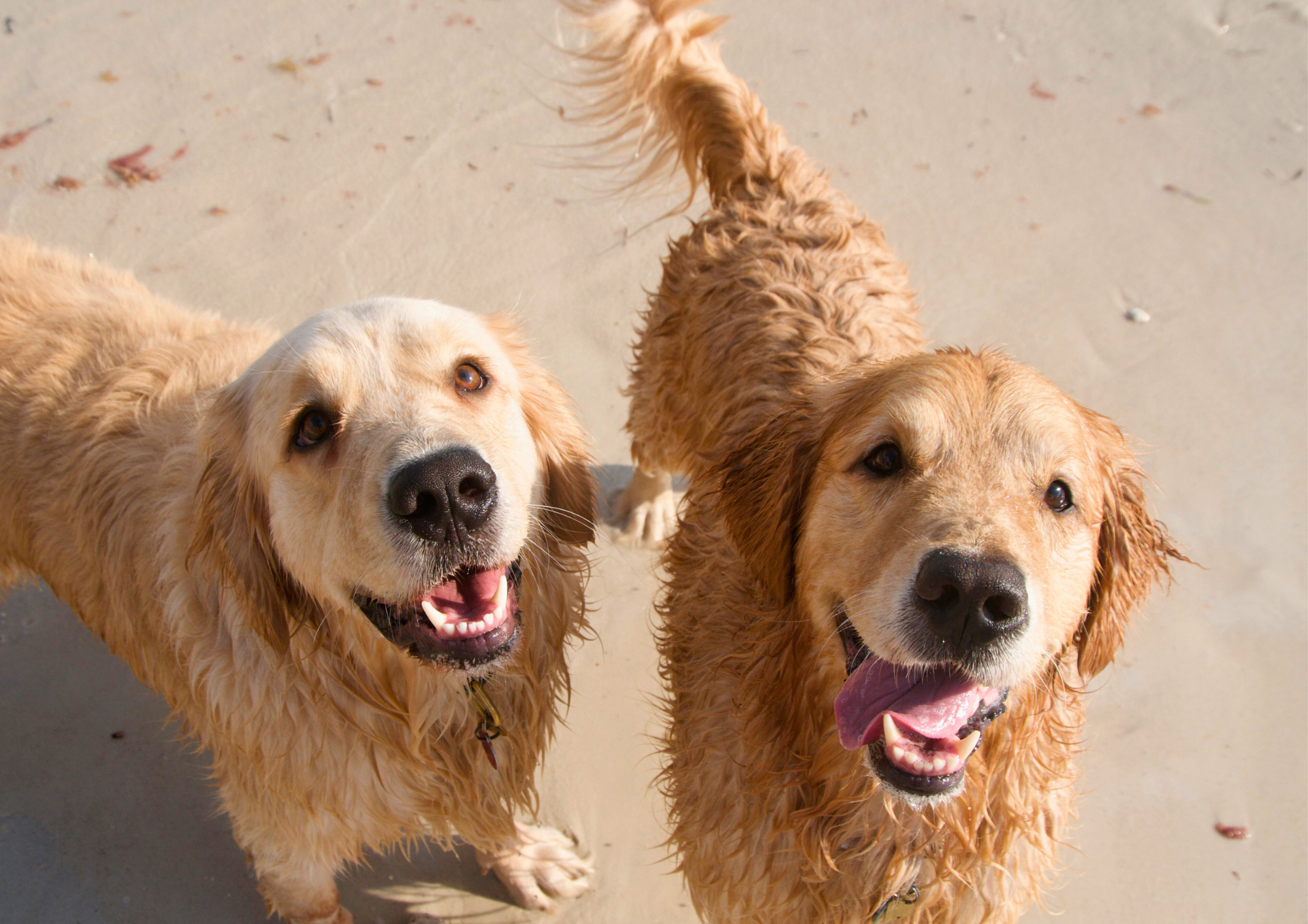 Two wet golden retrievers on a sandy beach, looking up at the camera with happy expressions.