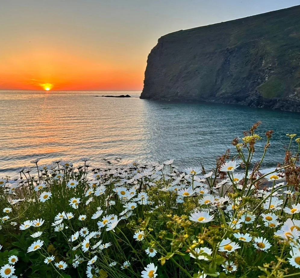 Sunset over the ocean with a large cliff on the right and a field of daisies in the foreground.