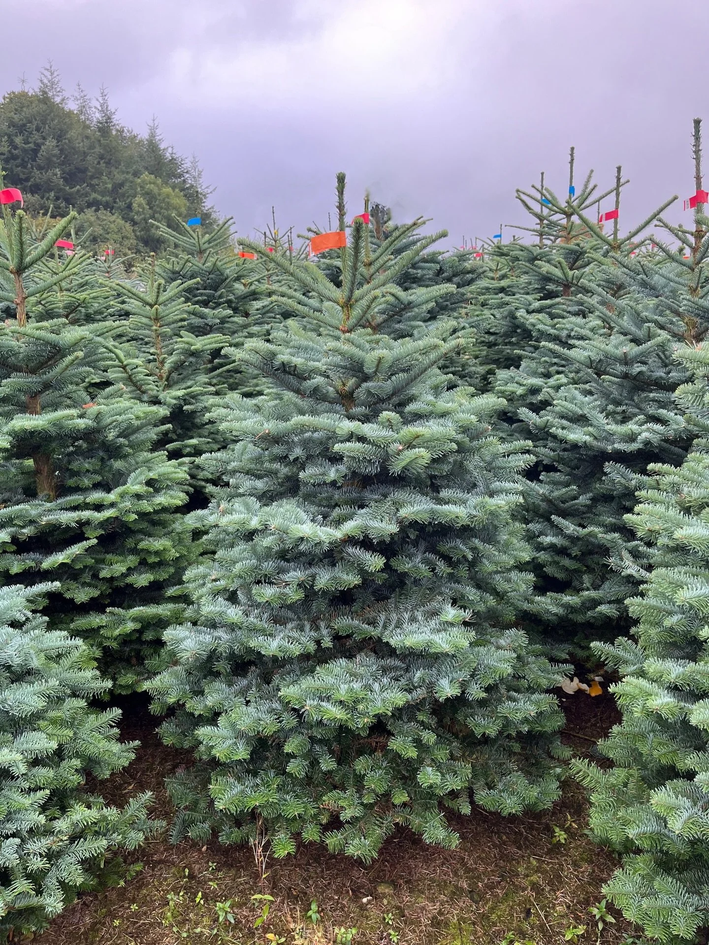 Oak &amp; Sparrow is now offering Christmas tree collection!

Do you have a natural tree and are fed up trying to stuff it in the car, queuing at the tip, or seeing a half dead tree in the corner of the garden for 3 months? 

Well for &pound;10 we wi