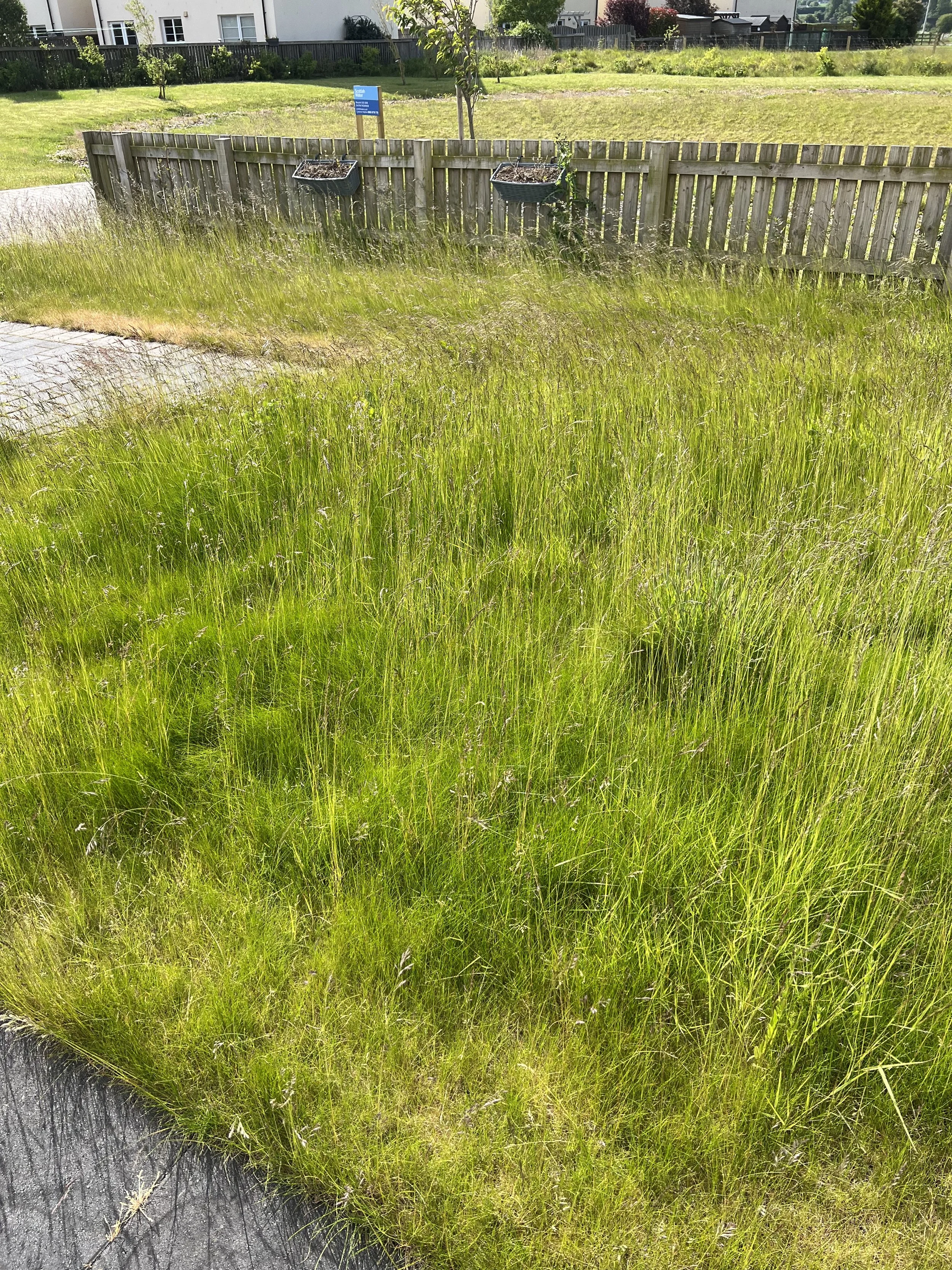 Marykirk – Lawn Renovation