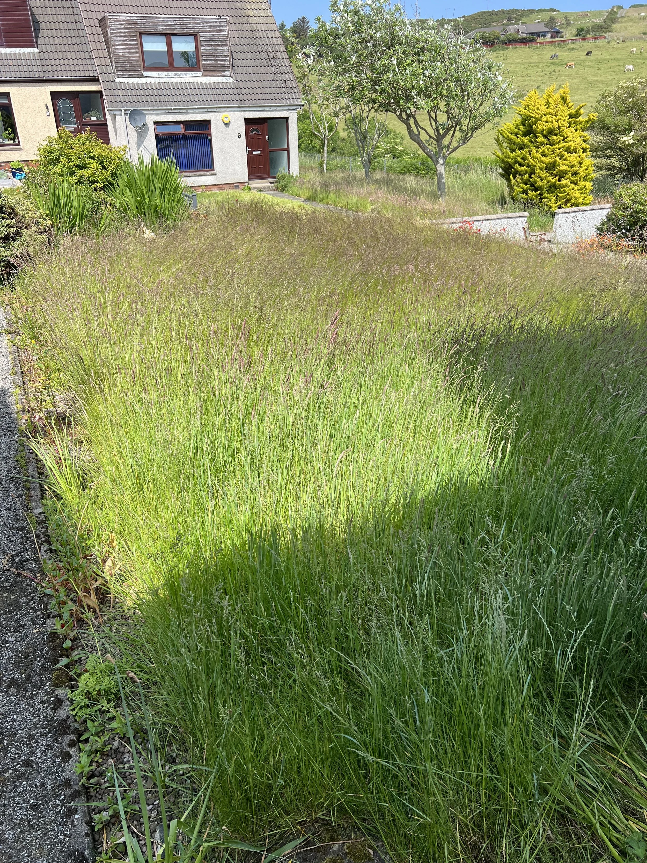 Newtonhill – Lawn Renovation