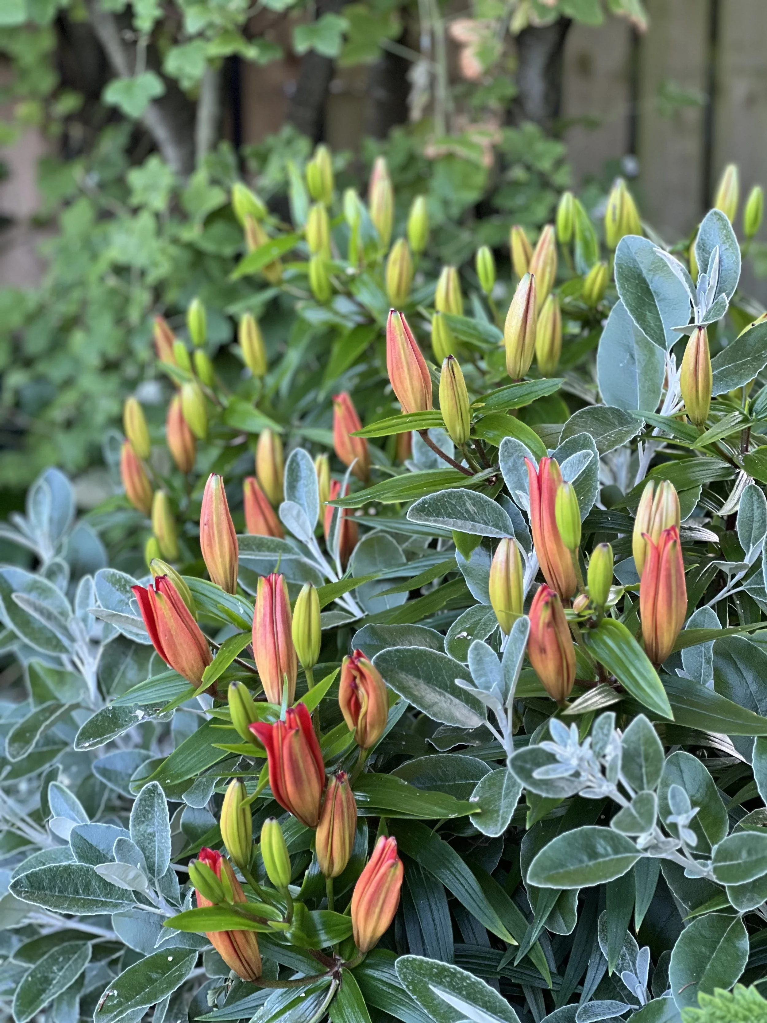 garden advice and garden design aberdeenshire