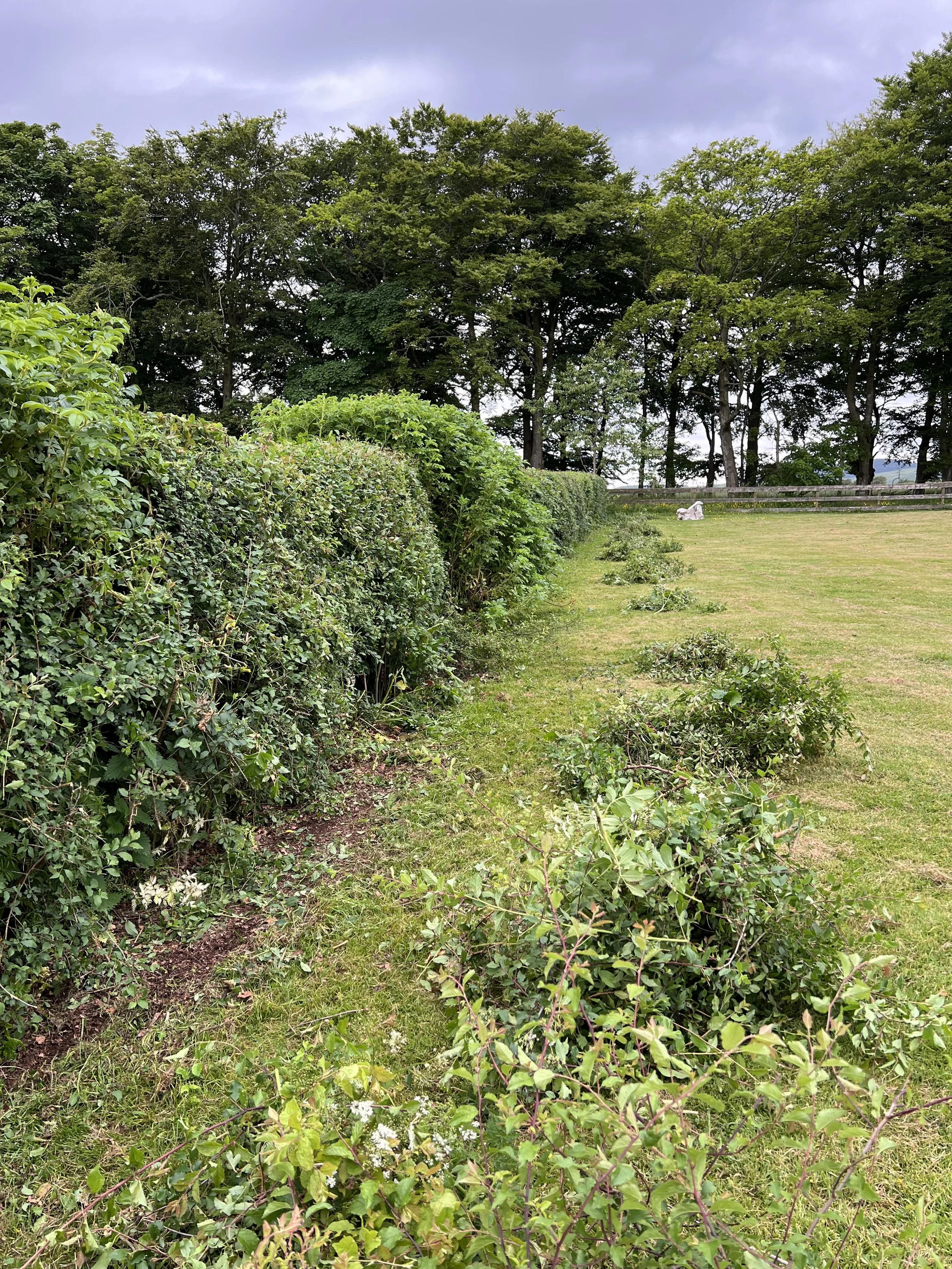 local hedge trimming aberdeenshire