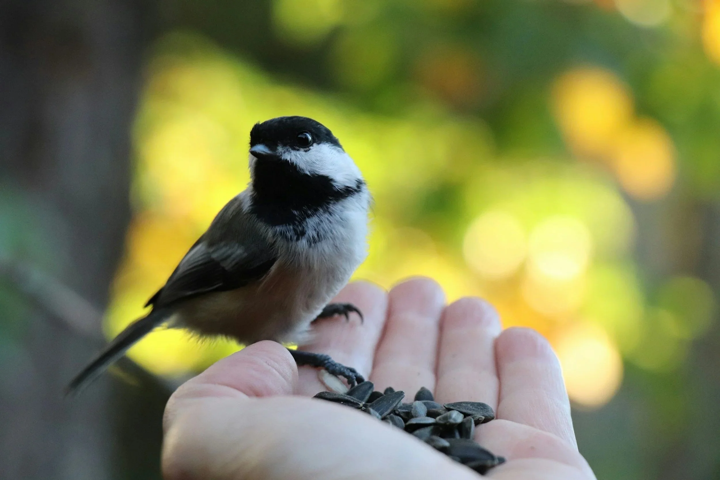 Hatching Chickadee 